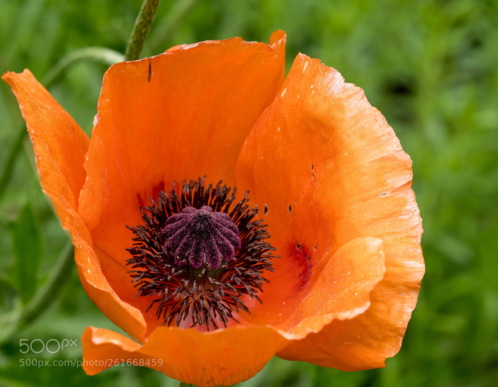 Nikon D7500 sample photo. Orange poppy photography