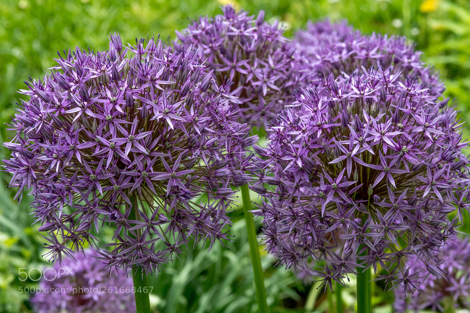 Nikon D7500 sample photo. Allium photography