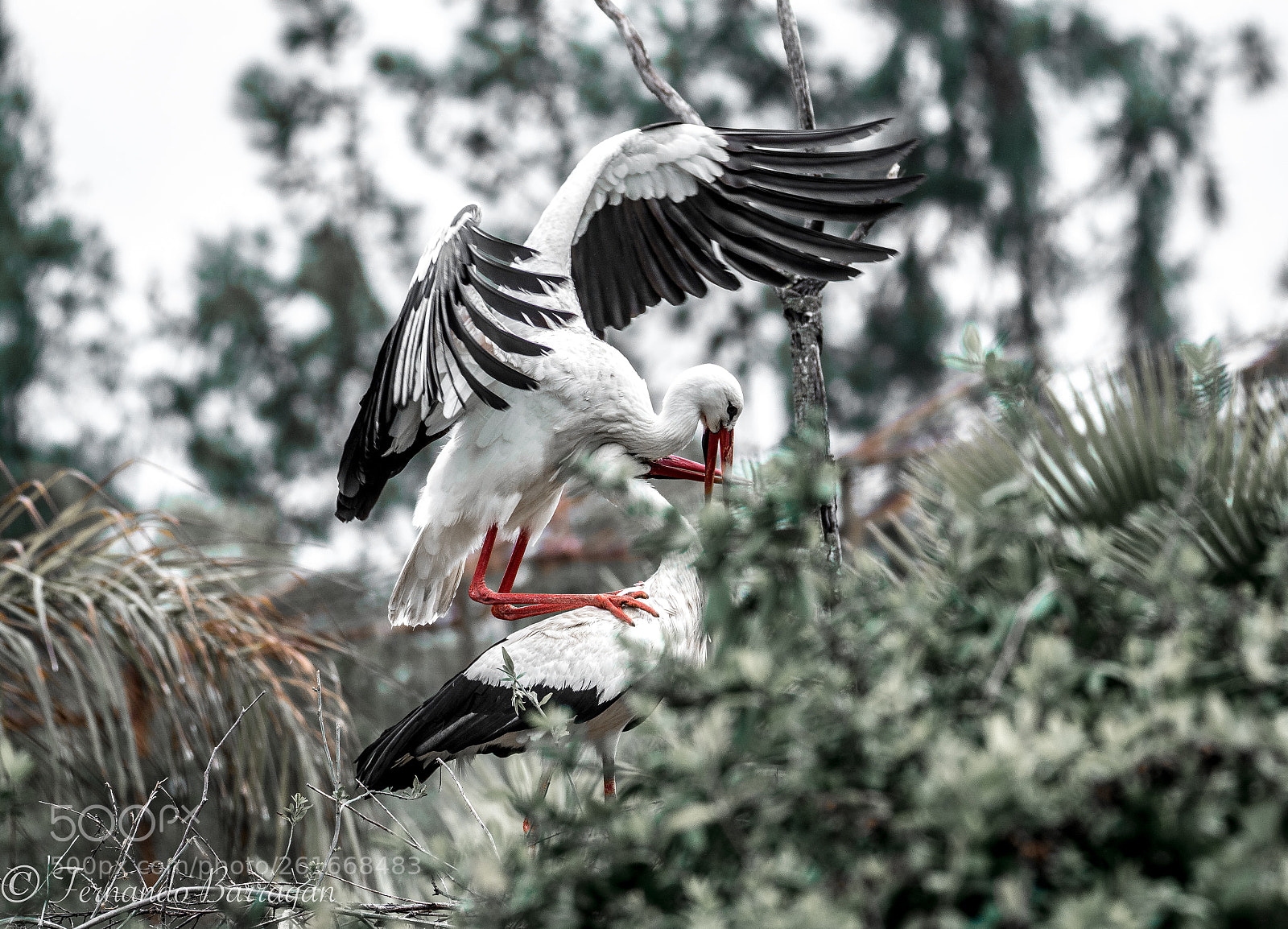 Nikon D7100 sample photo. Cigueñas love photography