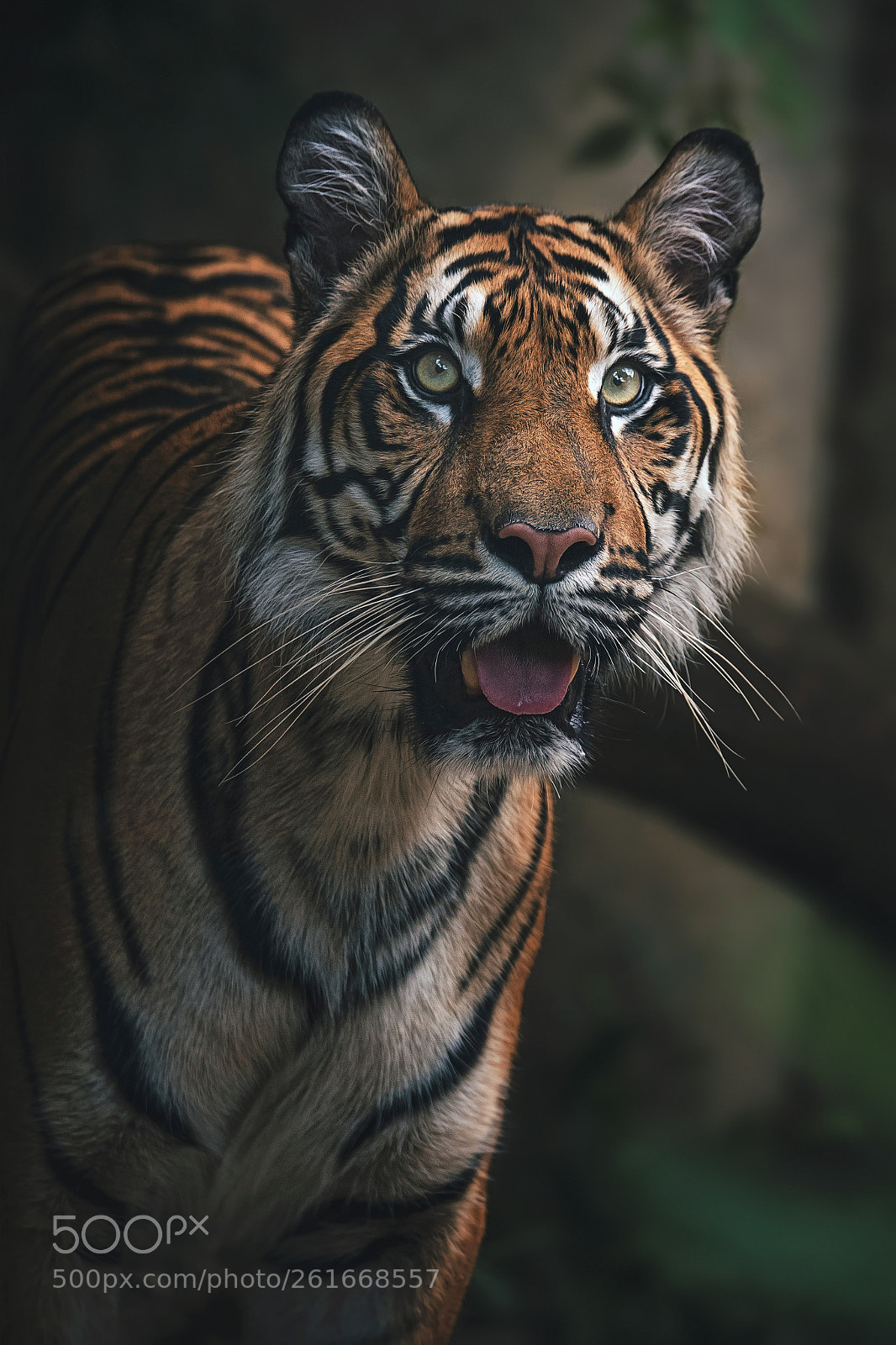 Nikon D750 sample photo. Sumatran tiger photography