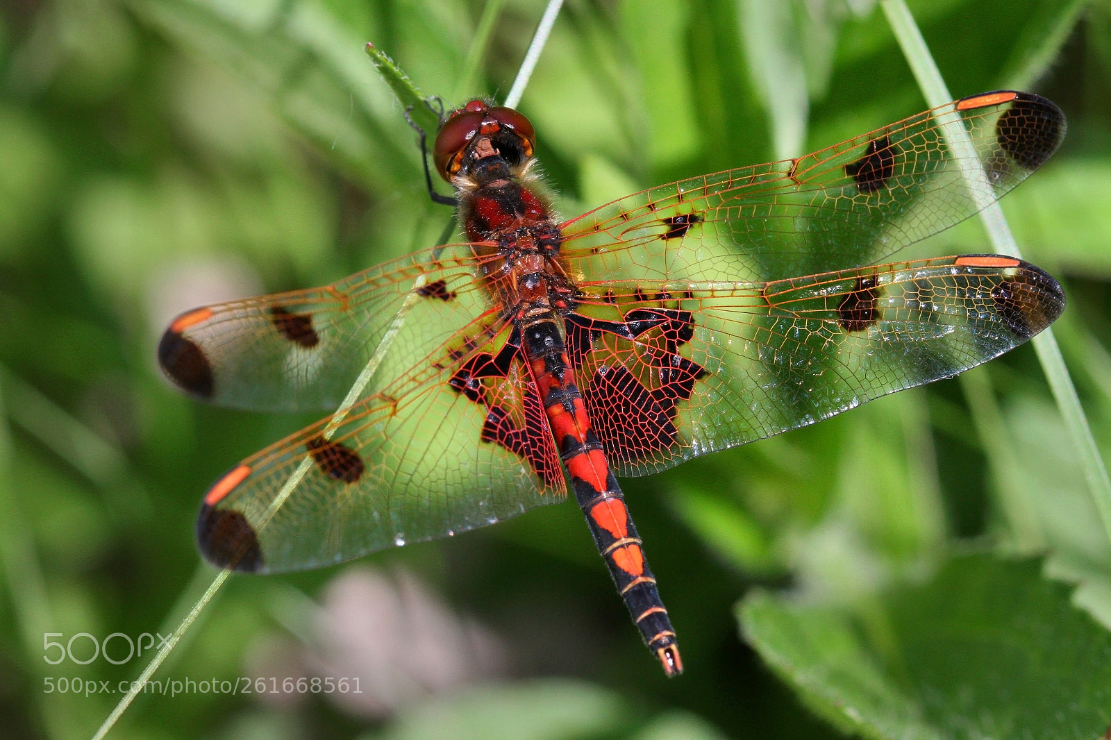 Canon EOS 7D sample photo. Celithemis elisa photography