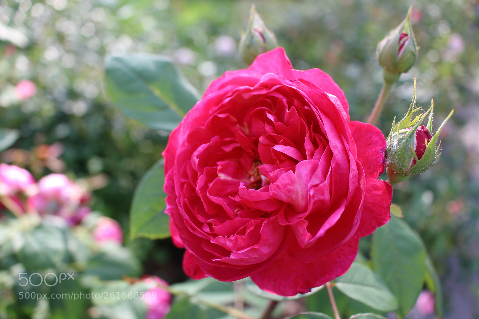Canon EOS 100D (EOS Rebel SL1 / EOS Kiss X7) sample photo. Live in a wonderful photography
