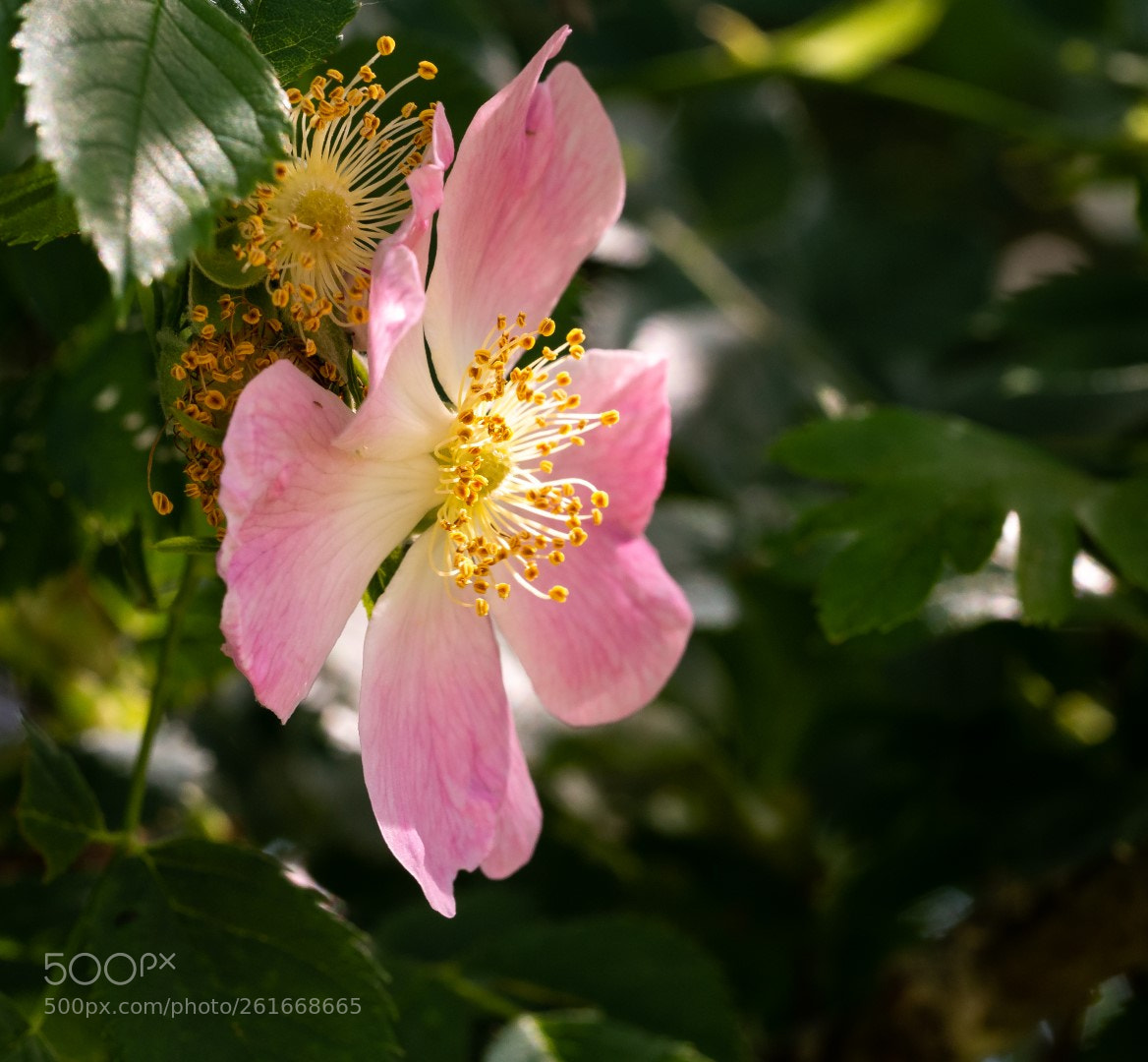Panasonic Lumix DMC-GX7 sample photo. Wild rose photography