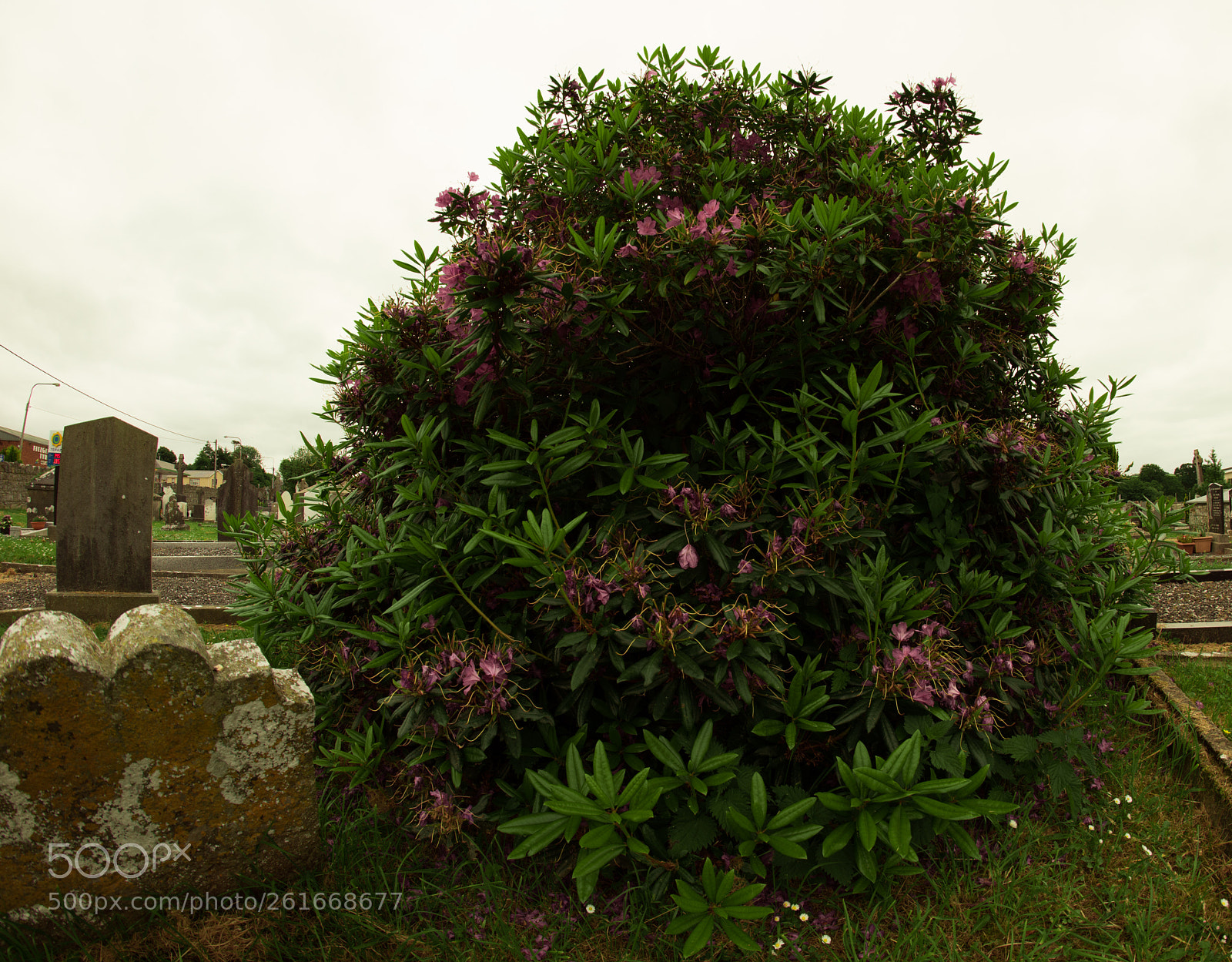 Nikon D810 sample photo. Magenta photography