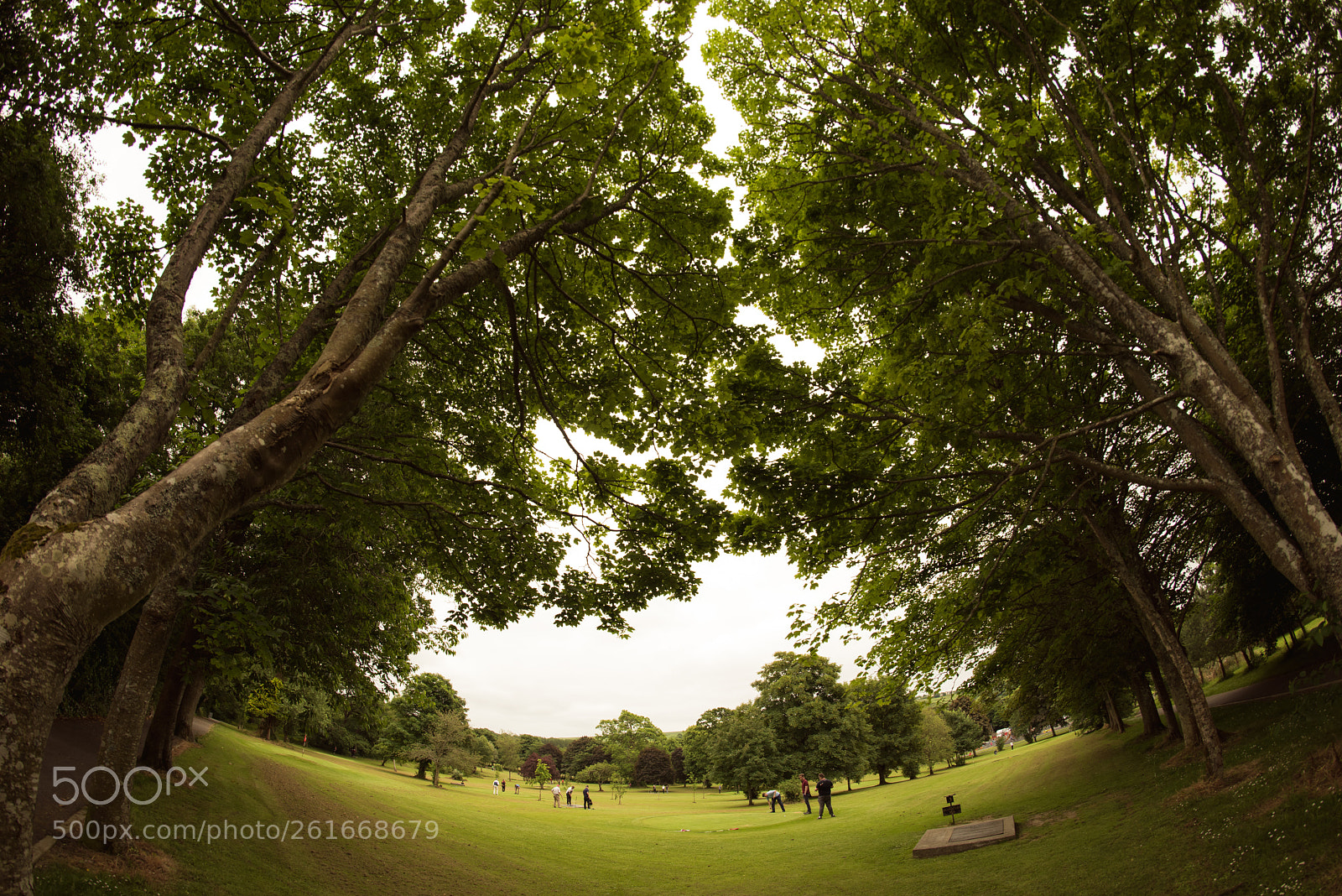 Nikon D810 sample photo. The meeting of leaves photography