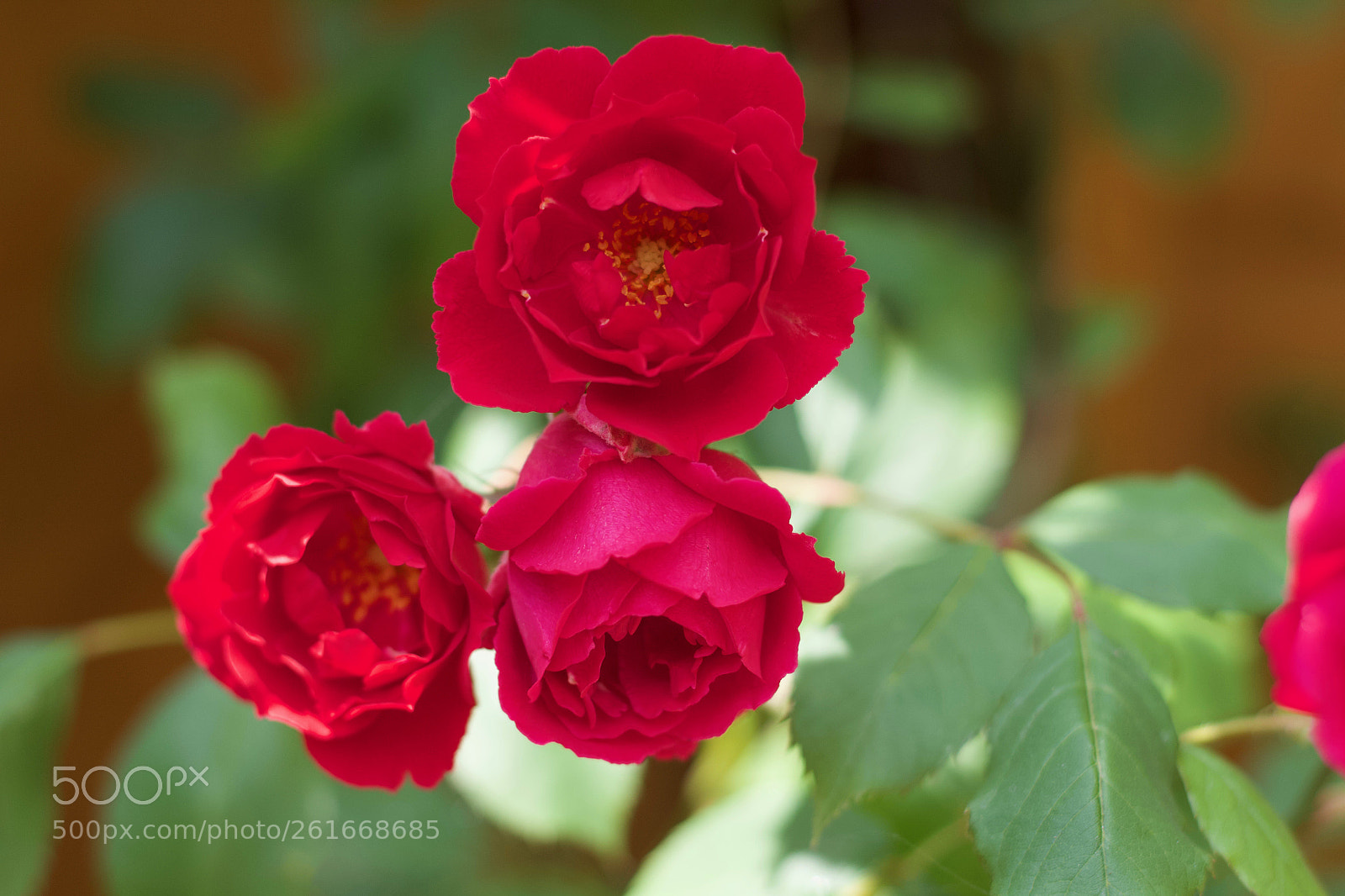 Canon EOS 1200D (EOS Rebel T5 / EOS Kiss X70 / EOS Hi) sample photo. Img photography