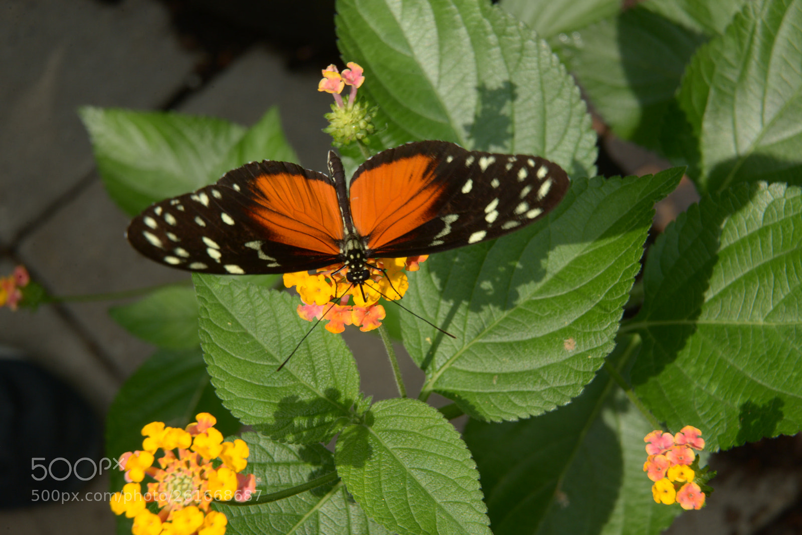 Nikon D610 sample photo. Butterfly display photography