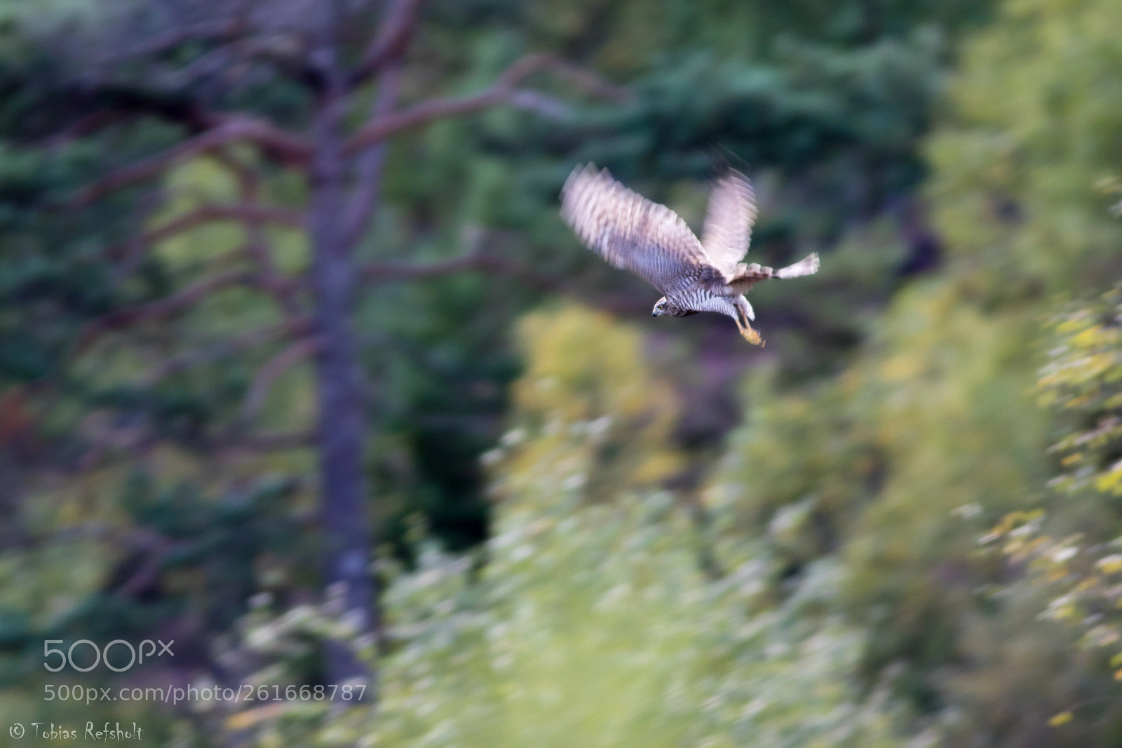 Canon EOS 7D Mark II sample photo. Sparrowhawk from the woods photography