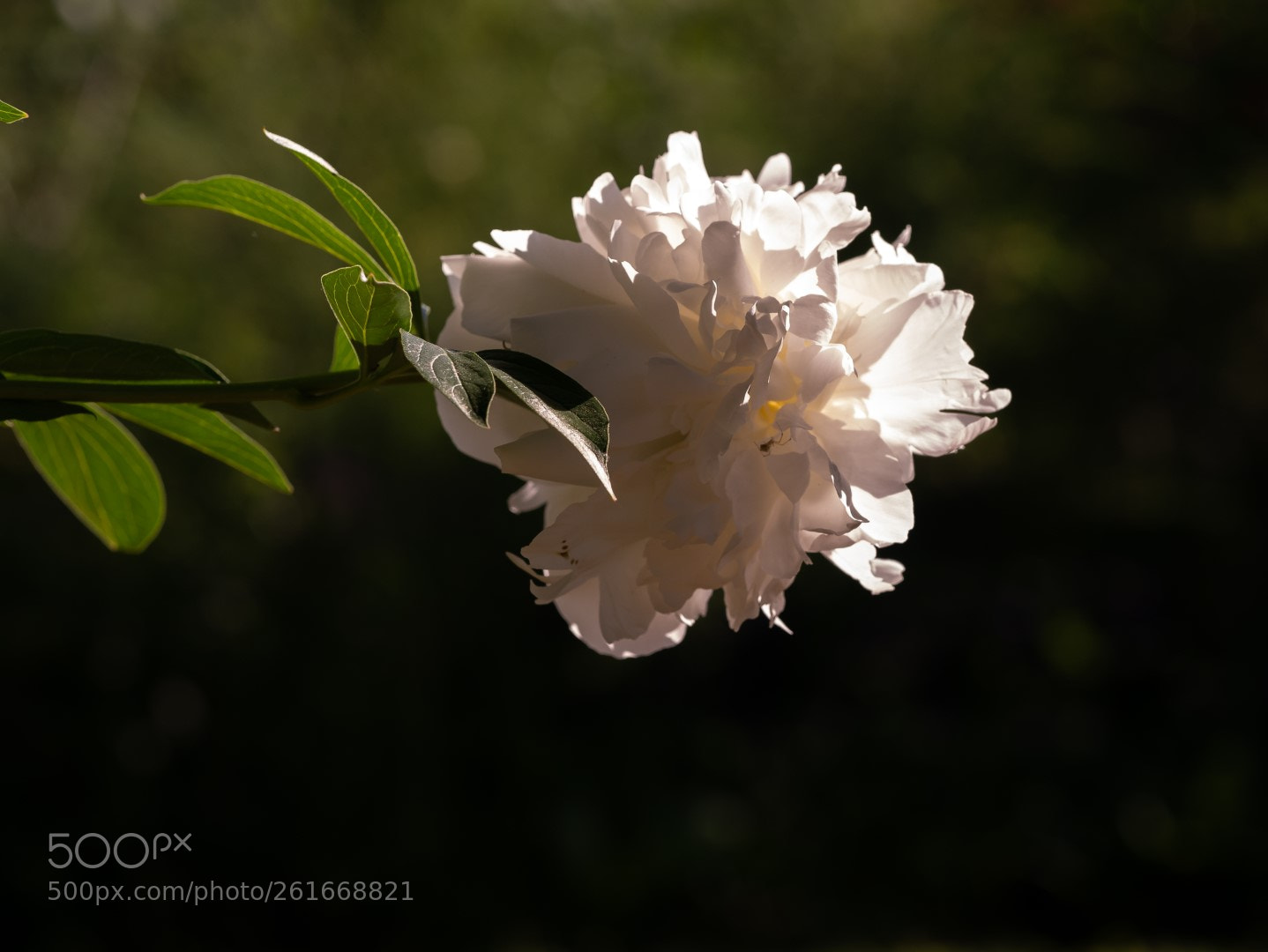 Panasonic Lumix DMC-GX7 sample photo. White peone spicy scent photography