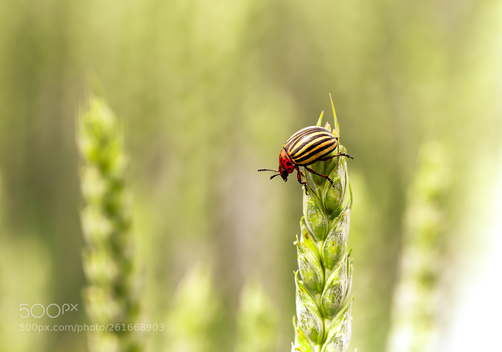 Canon EOS 6D sample photo. Colorado potato beetle photography