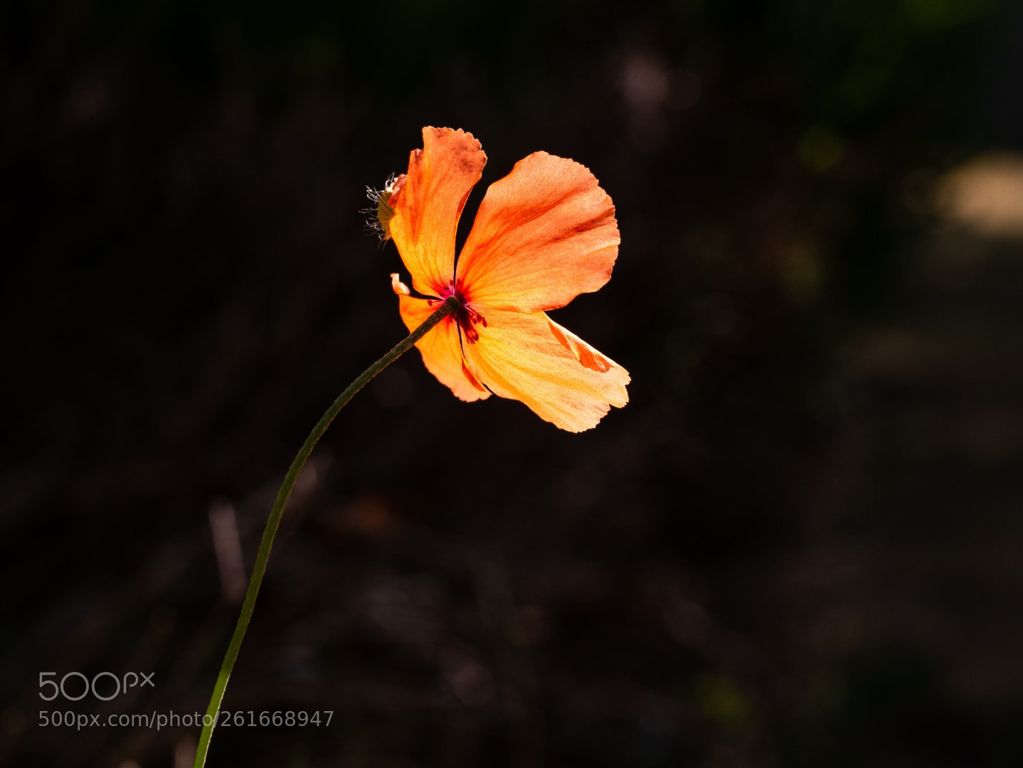 Panasonic Lumix DMC-GX7 sample photo. Wild beauty photography