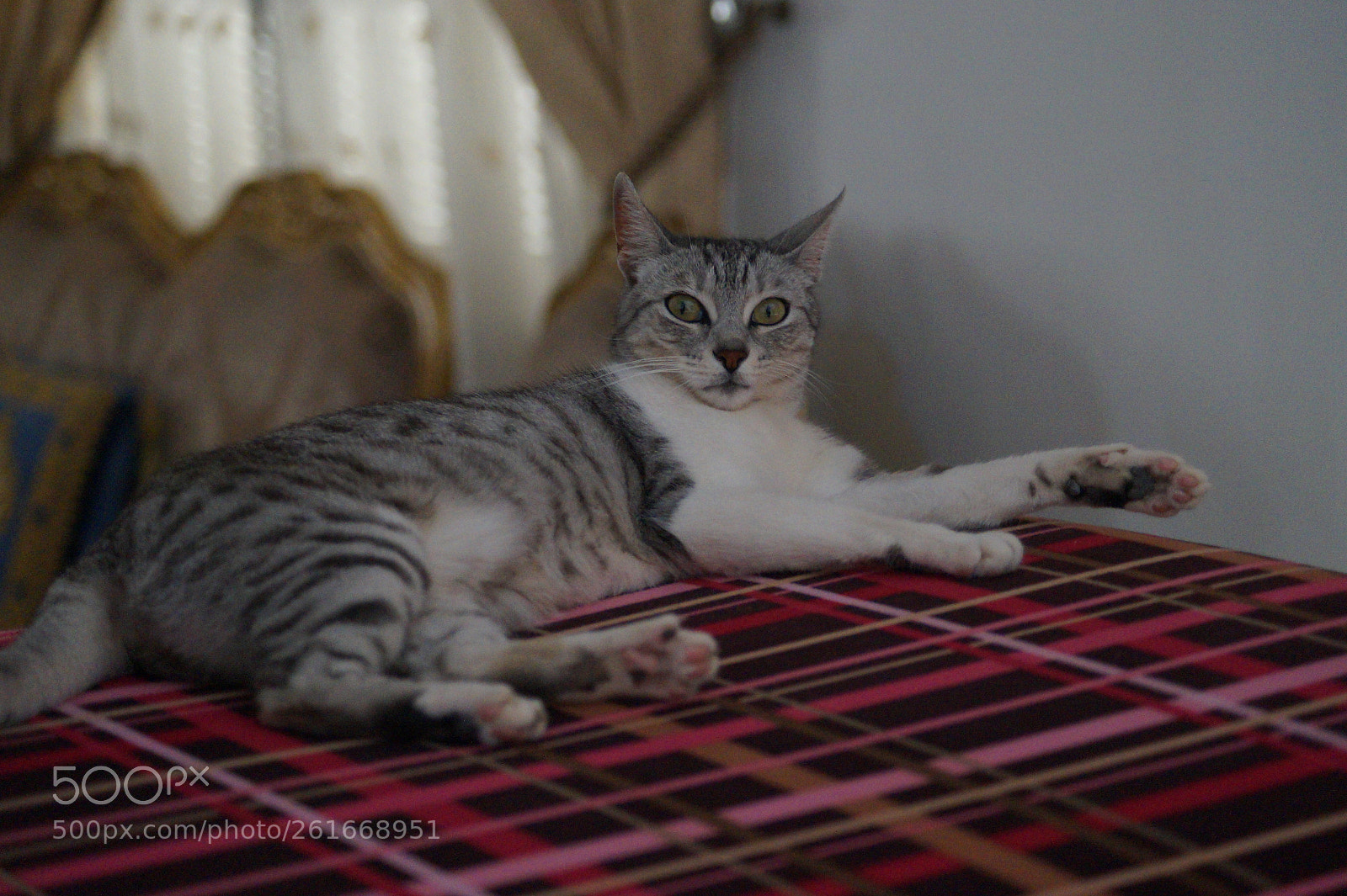 Sony DT 55-200mm F4-5.6 SAM sample photo. Untitled photography