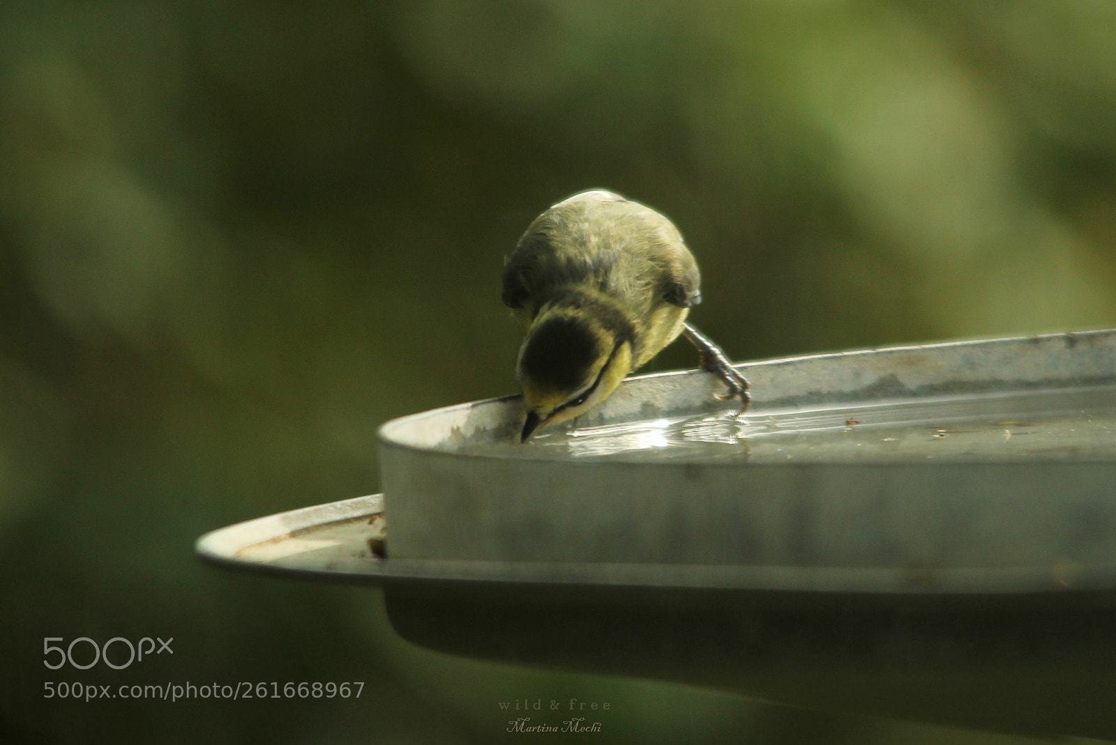 Sigma 150-500mm F5-6.3 DG OS HSM sample photo. *** photography