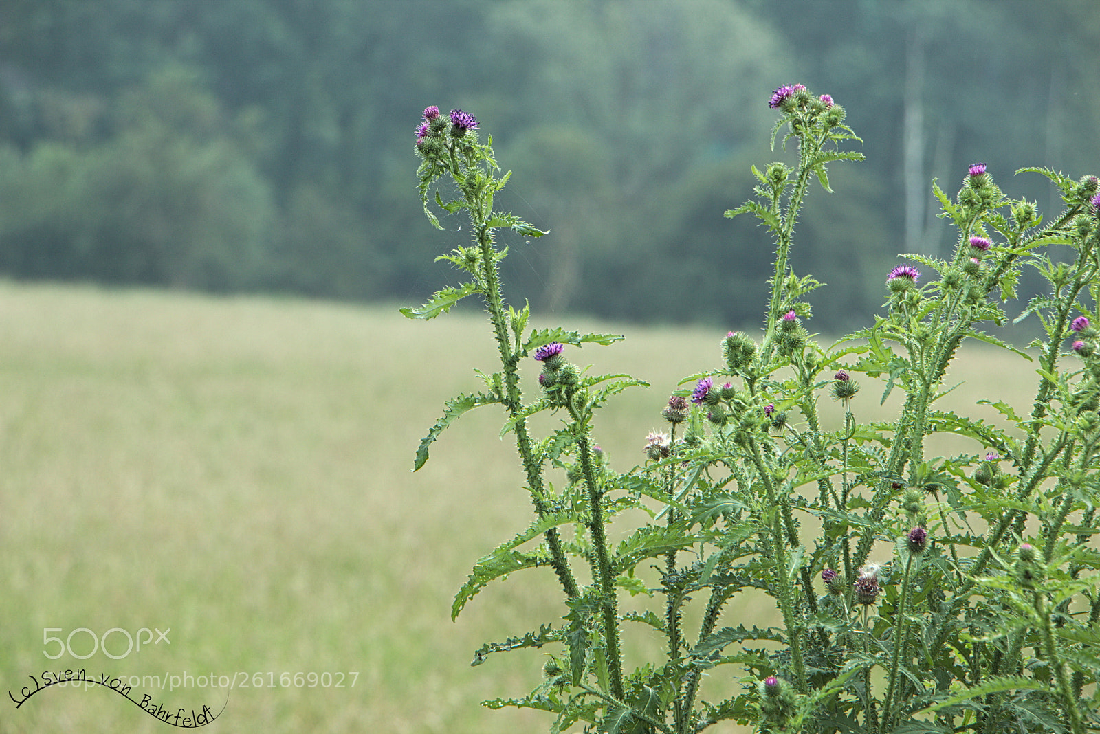 Canon EOS 70D sample photo. Distel photography