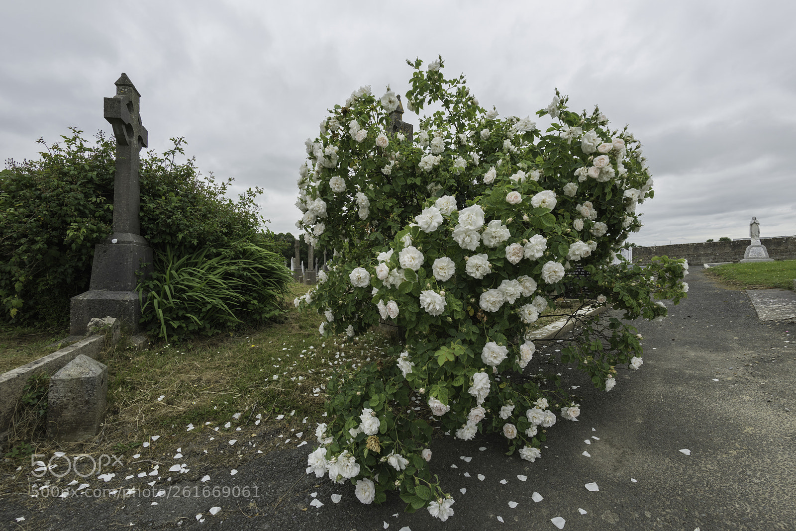Nikon D810 sample photo. Blush photography