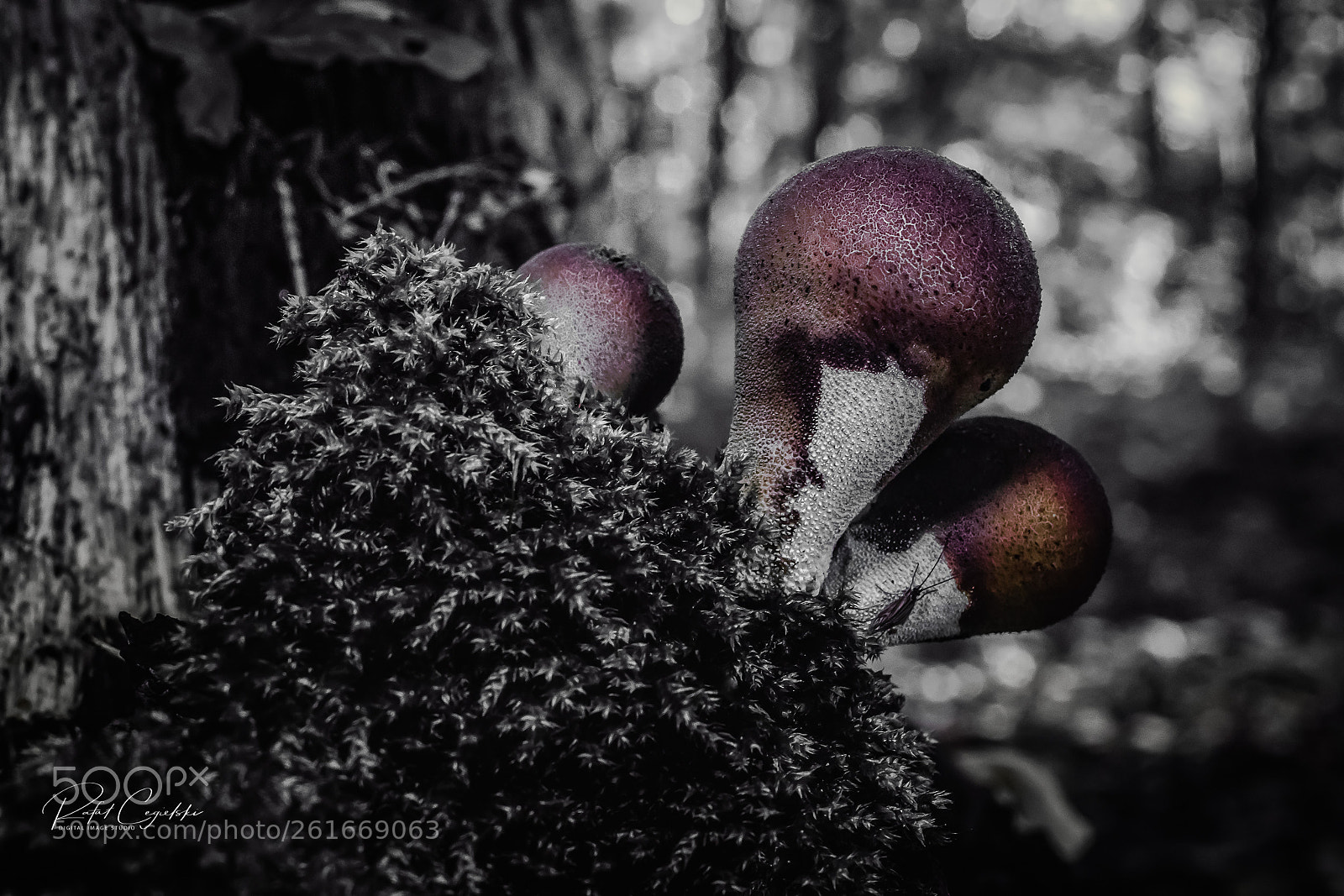 Canon EOS 80D sample photo. Mushrooms in black photography