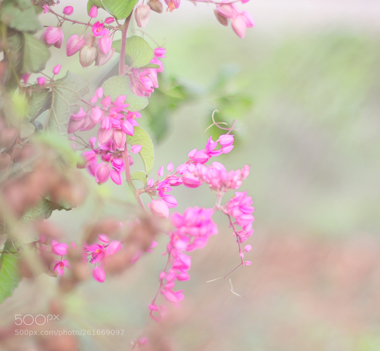 Canon EOS 60D sample photo. Simple photography