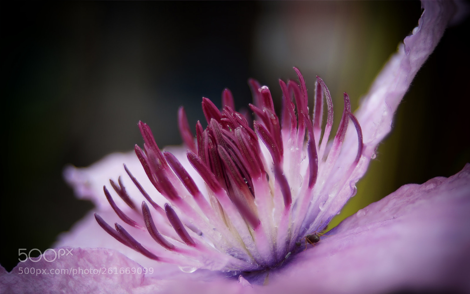 Sony SLT-A58 sample photo. My first stack with photography