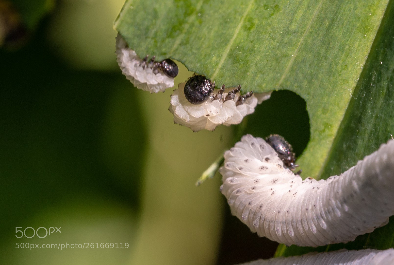Panasonic Lumix DMC-GX7 sample photo. Eating my polygonatum odoratum photography