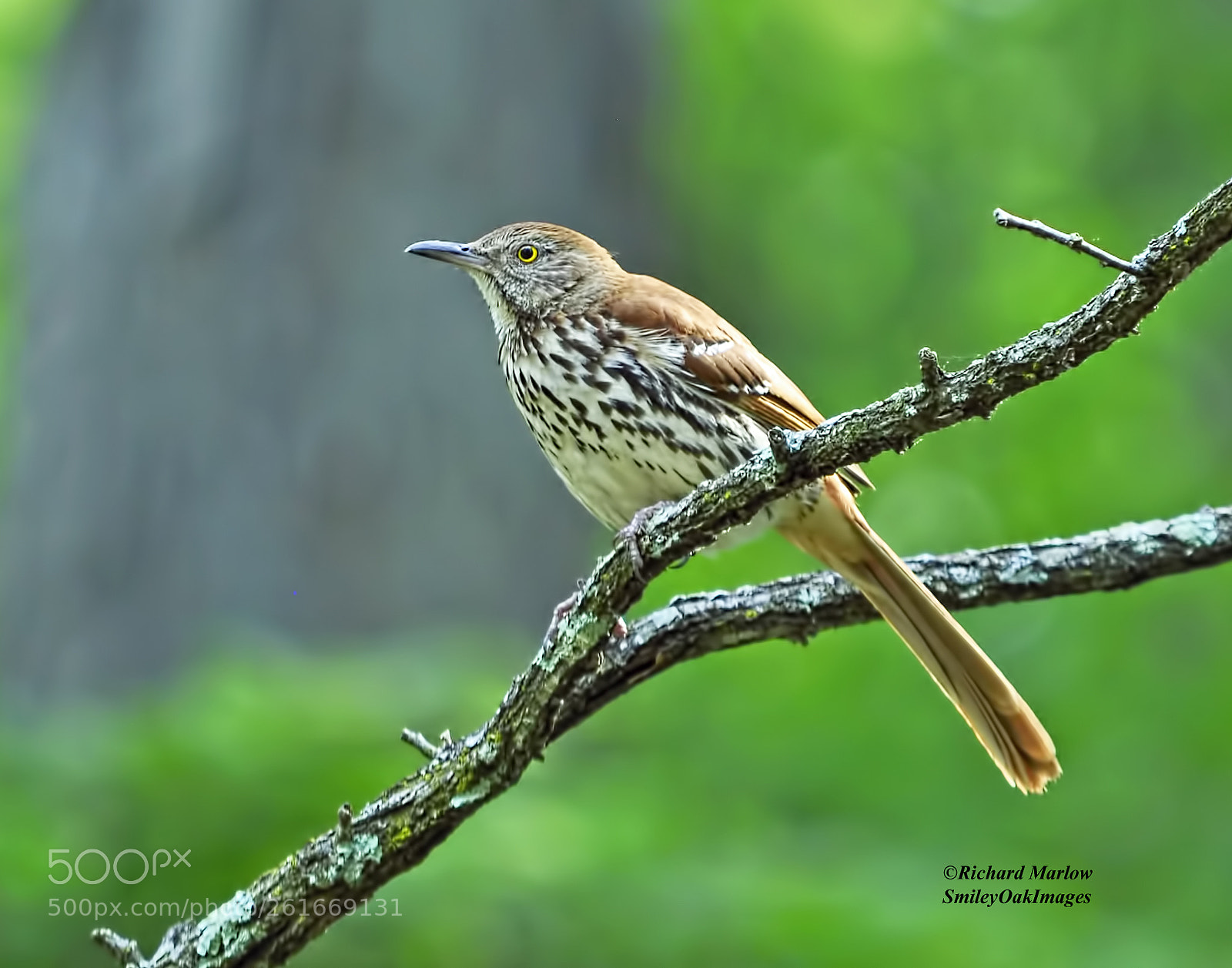Nikon D5000 sample photo. Wood thrush photography