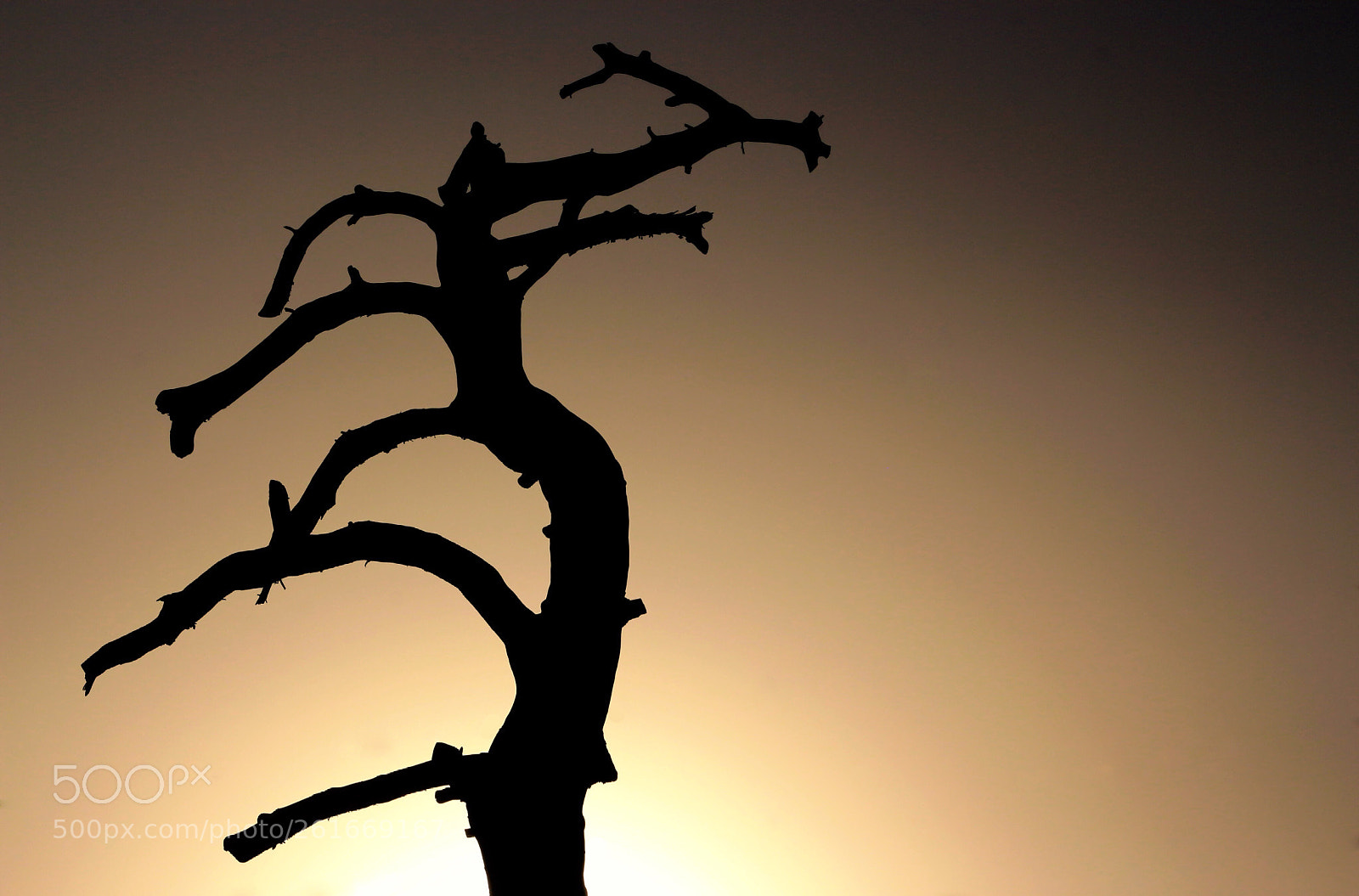 Canon EOS 700D (EOS Rebel T5i / EOS Kiss X7i) sample photo. Dead sunset  photography