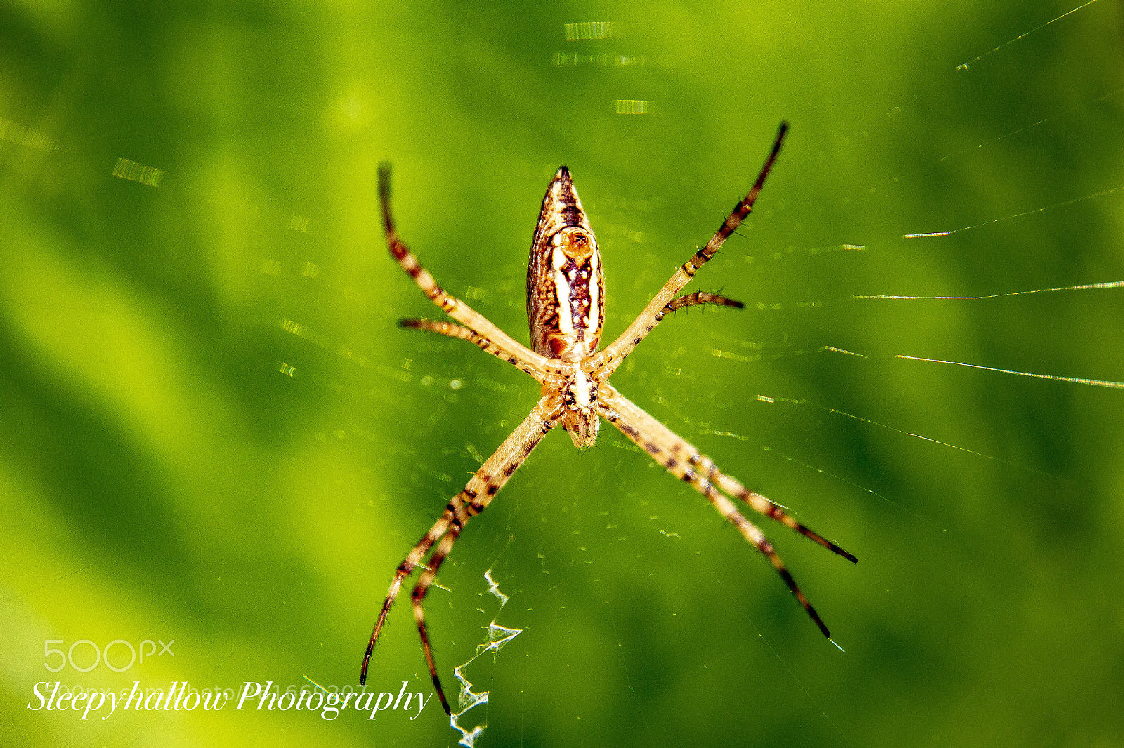 Canon EOS 1300D (EOS Rebel T6 / EOS Kiss X80) sample photo. Garden spider photography