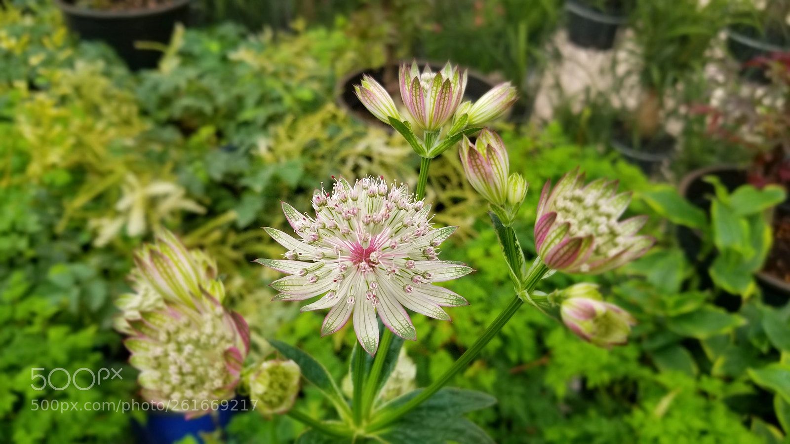 Samsung Galaxy S8+ sample photo. Delicate beauty photography