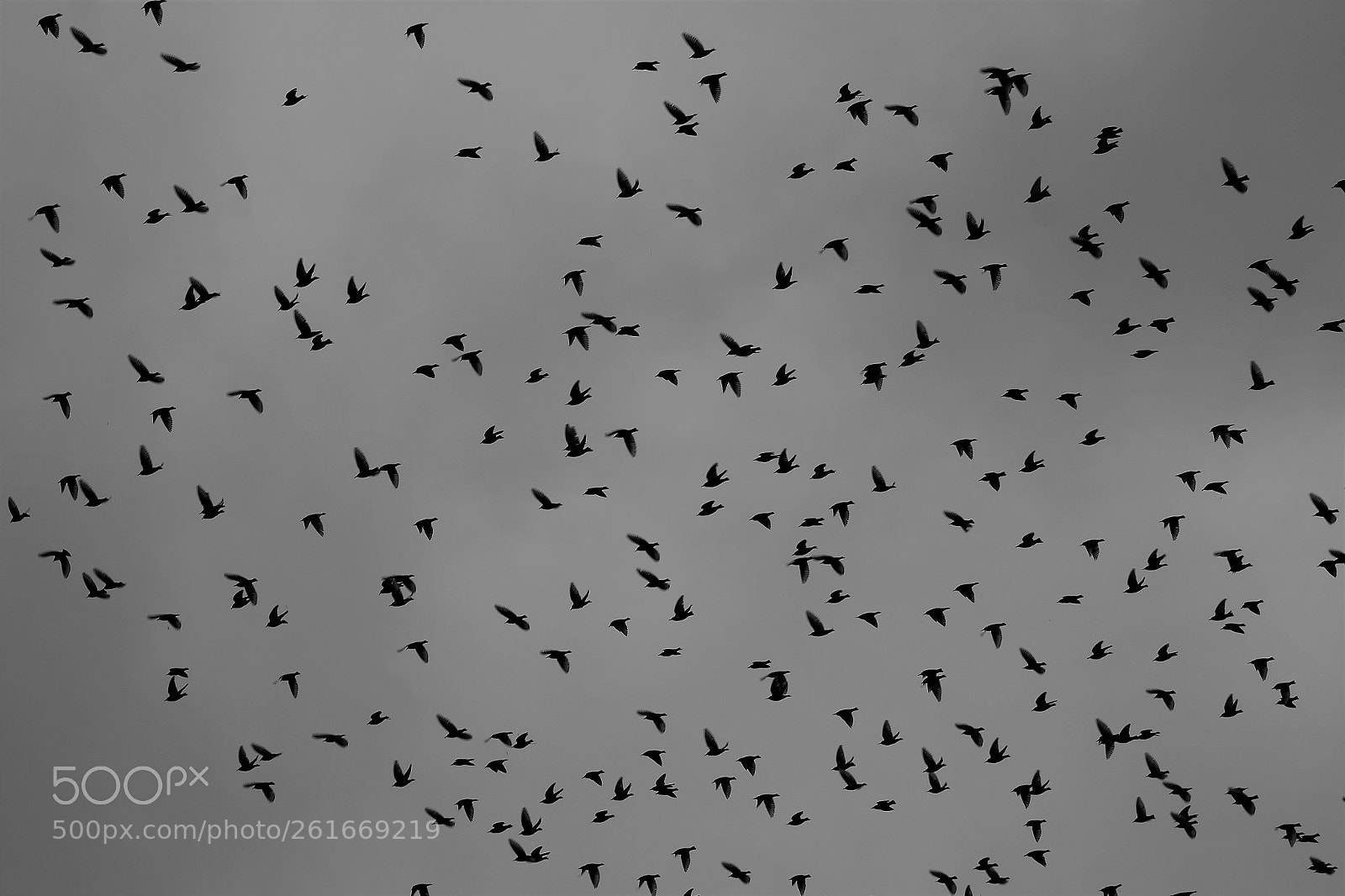 Canon EOS 650D (EOS Rebel T4i / EOS Kiss X6i) sample photo. Sparrows photography