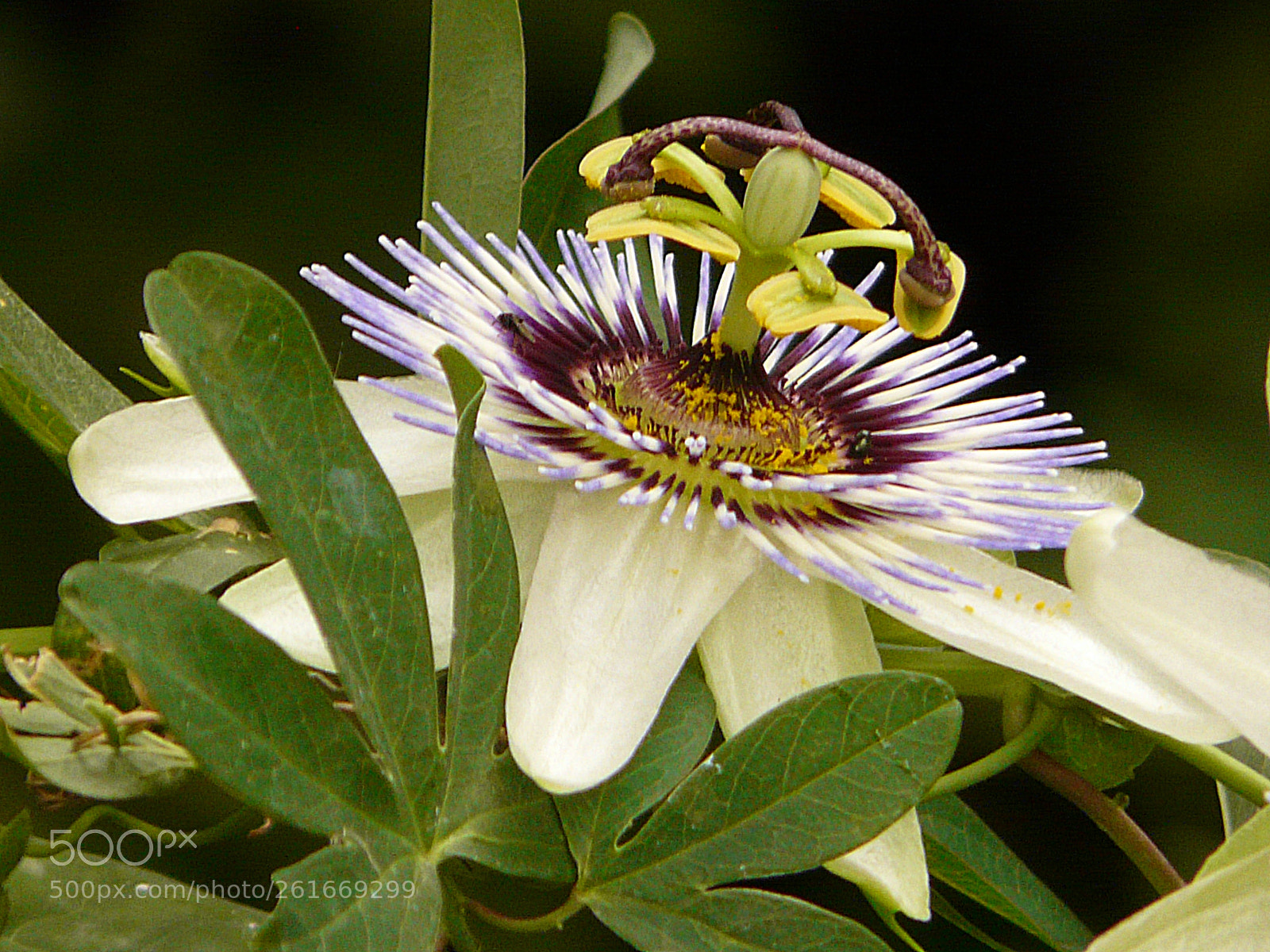 Panasonic DMC-FZ18 sample photo. Passion flower photography