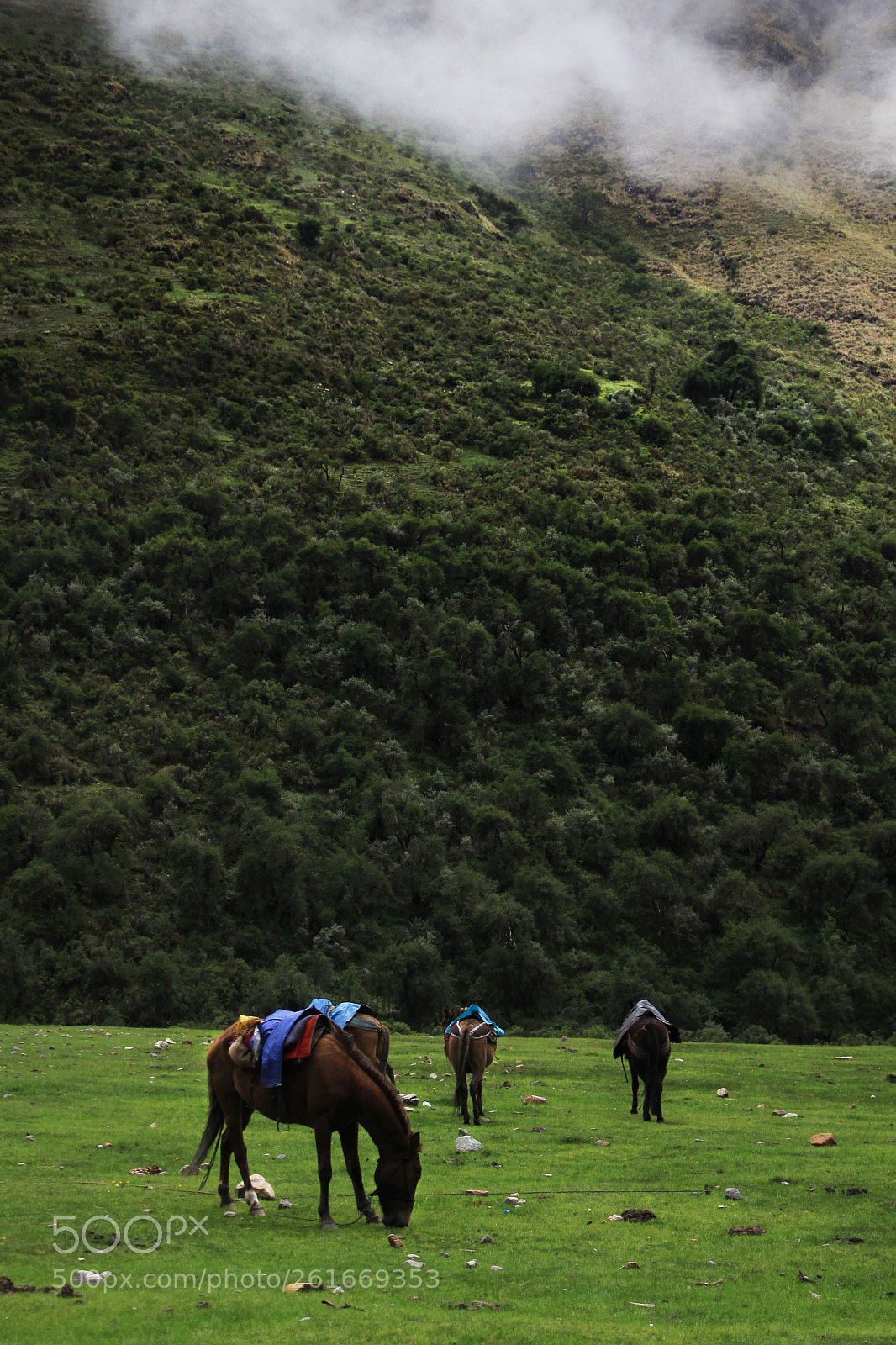 Canon EOS 50D sample photo. Horses photography