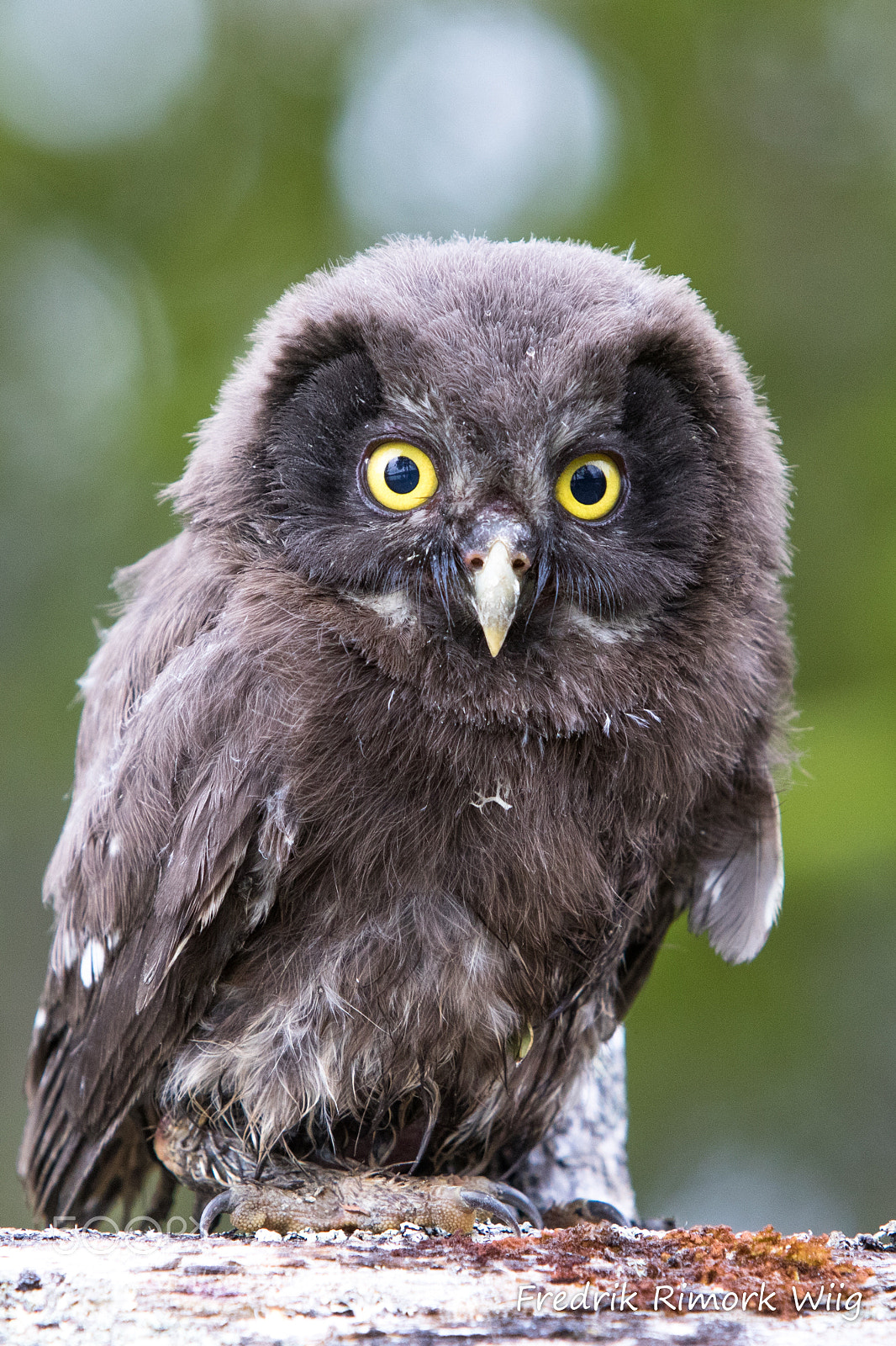 Canon EOS 7D Mark II sample photo. Owl photography