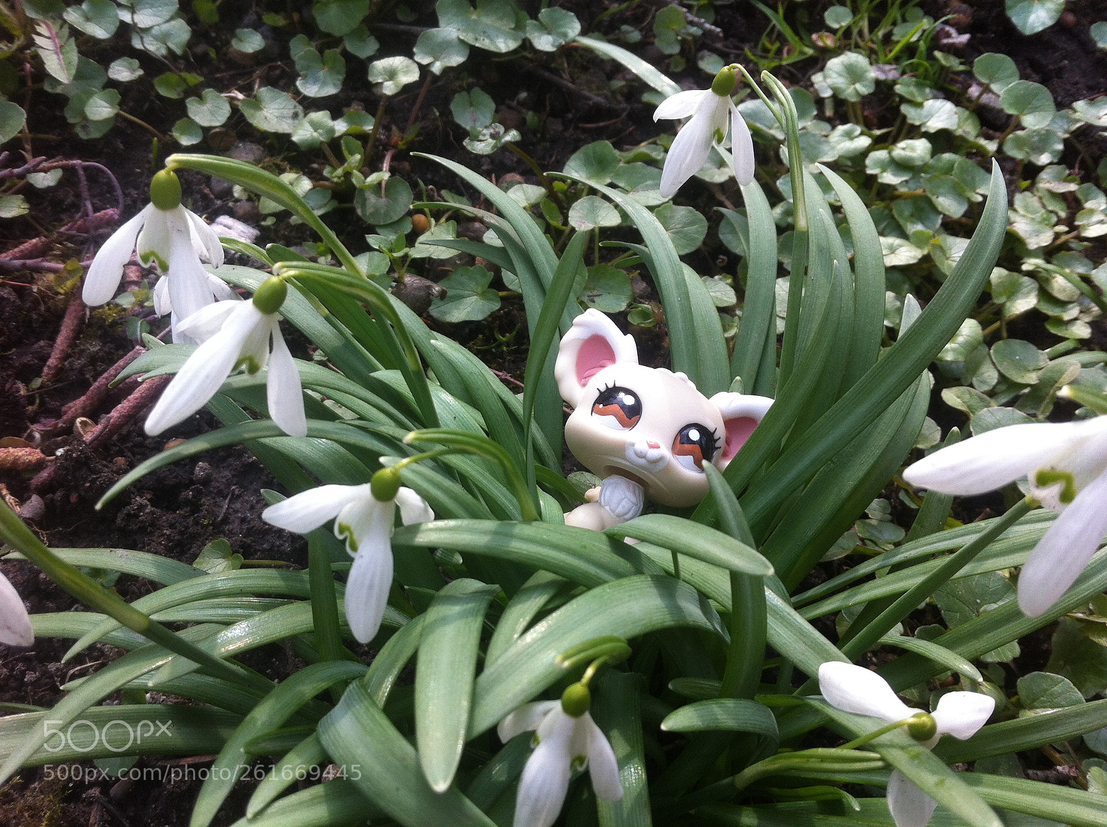 Apple iPhone 4 sample photo. Lps photography