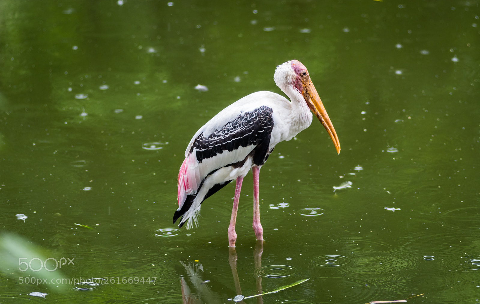 Nikon D7100 sample photo. Painted stork photography