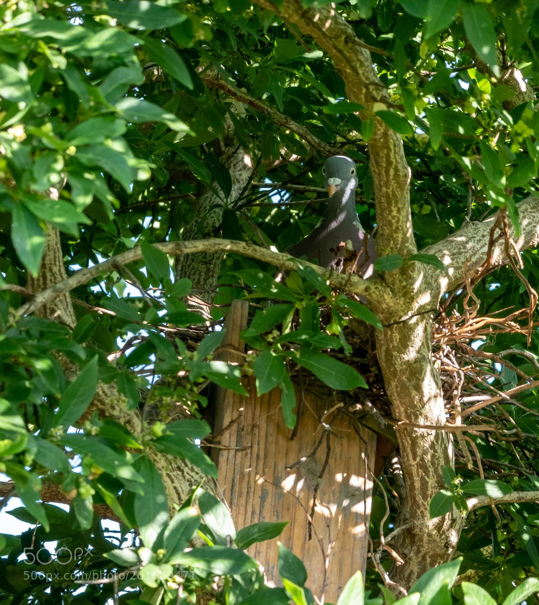 Panasonic Lumix DMC-GX85 (Lumix DMC-GX80 / Lumix DMC-GX7 Mark II) sample photo. My pigeon nesting up photography