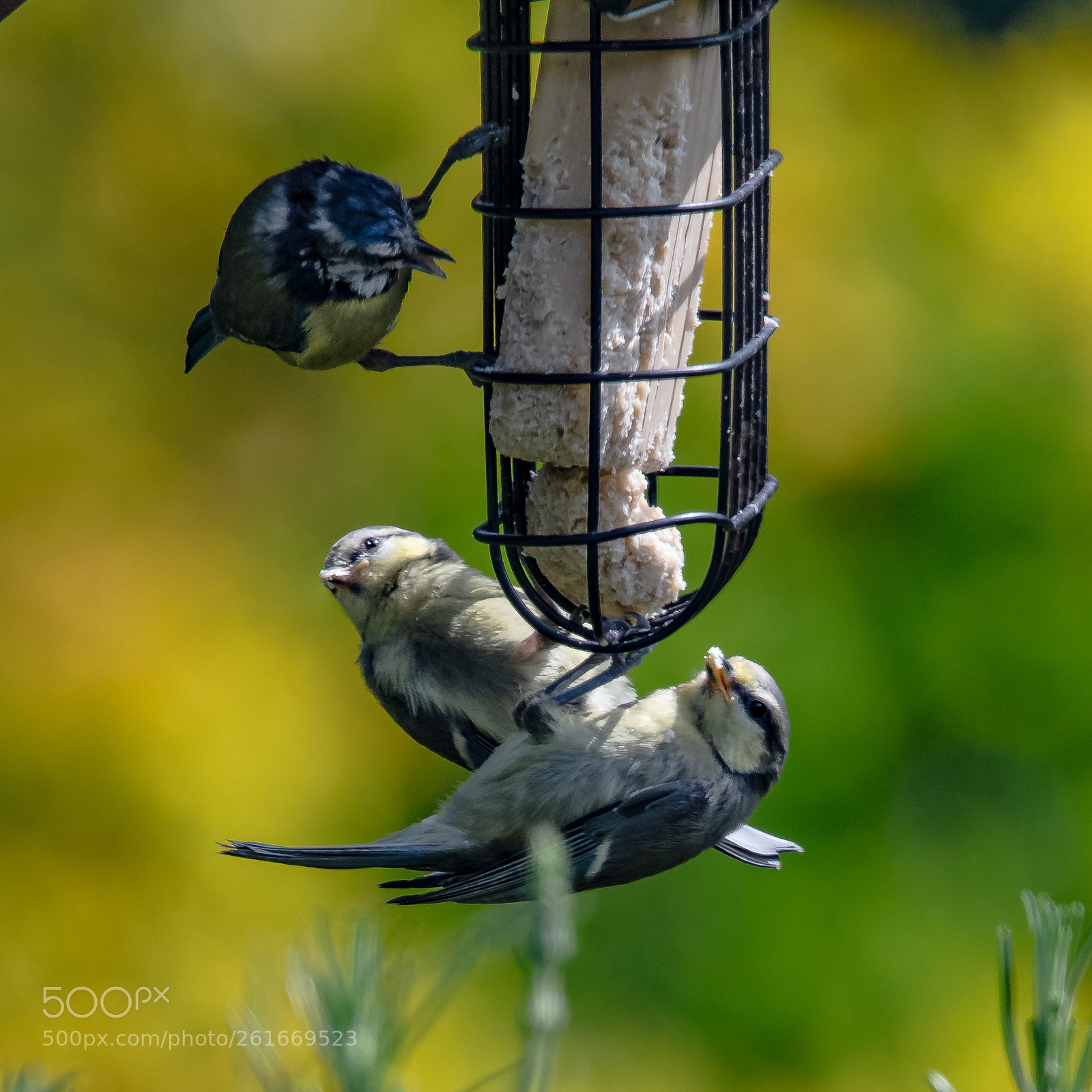 Nikon D850 sample photo. Blue tit family photography