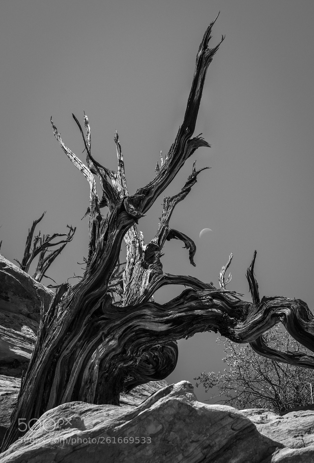 Nikon D850 sample photo. Dead tree and moon photography