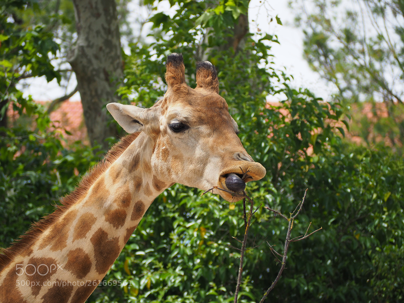 Olympus OM-D E-M10 II sample photo. Hungry giraffe photography