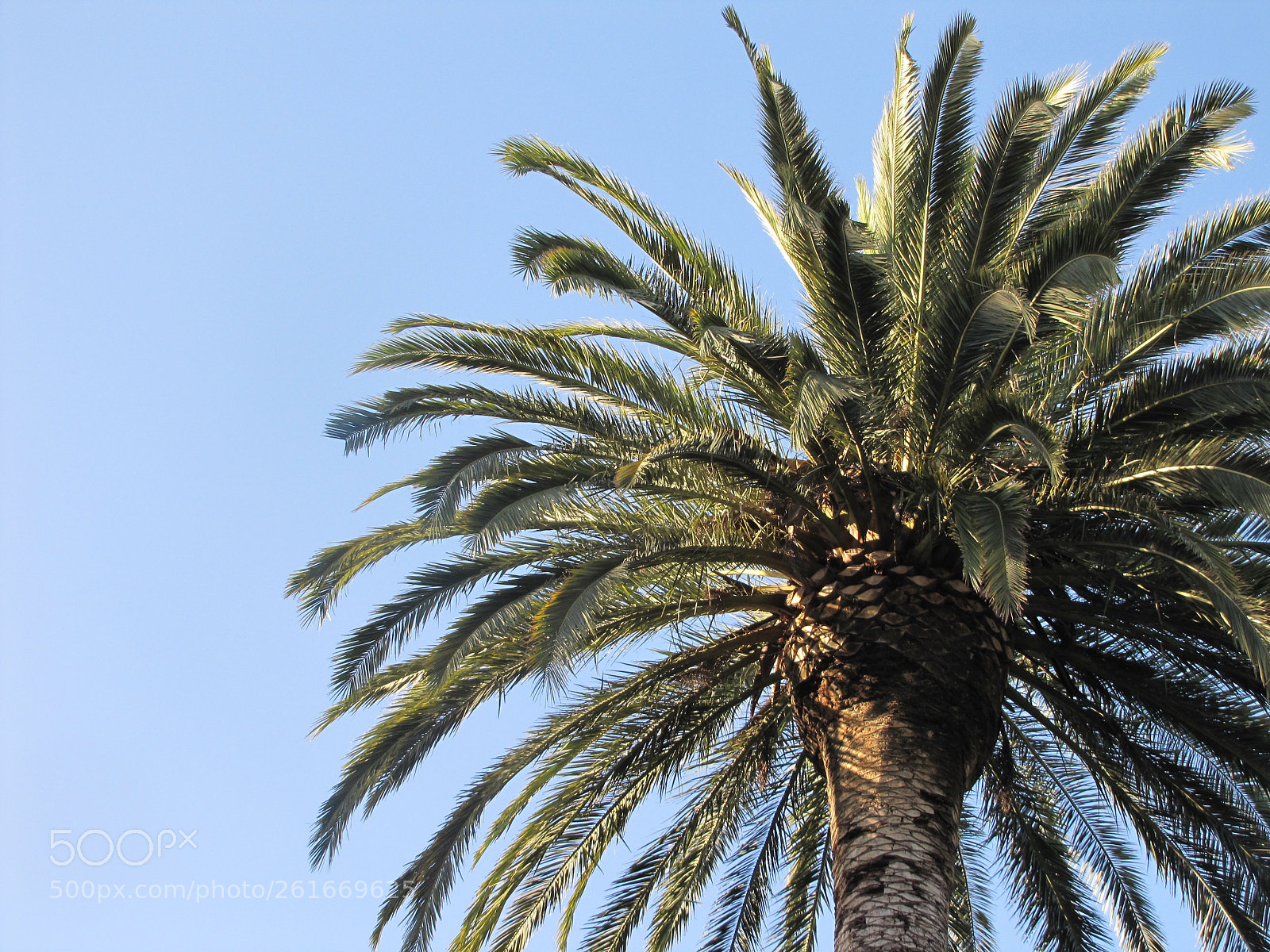 Canon PowerShot SX20 IS sample photo. Blur sky and palm photography