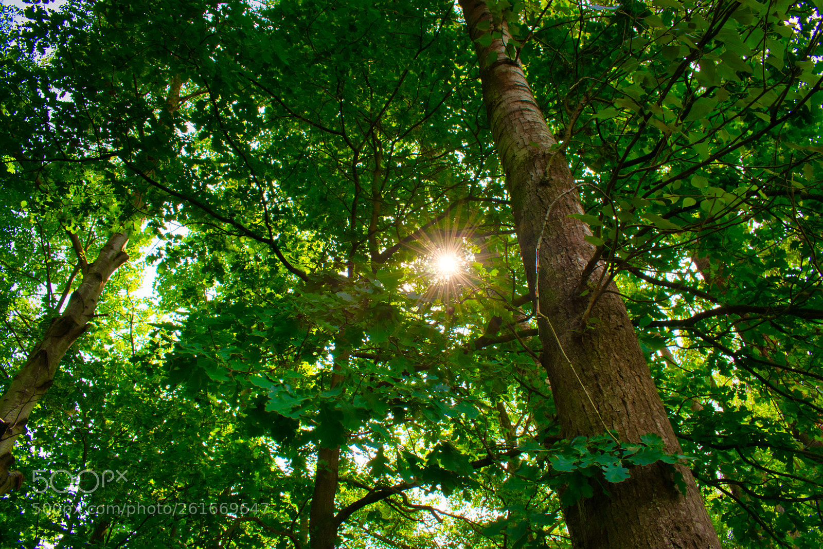 Nikon D3400 sample photo. There is the sun photography