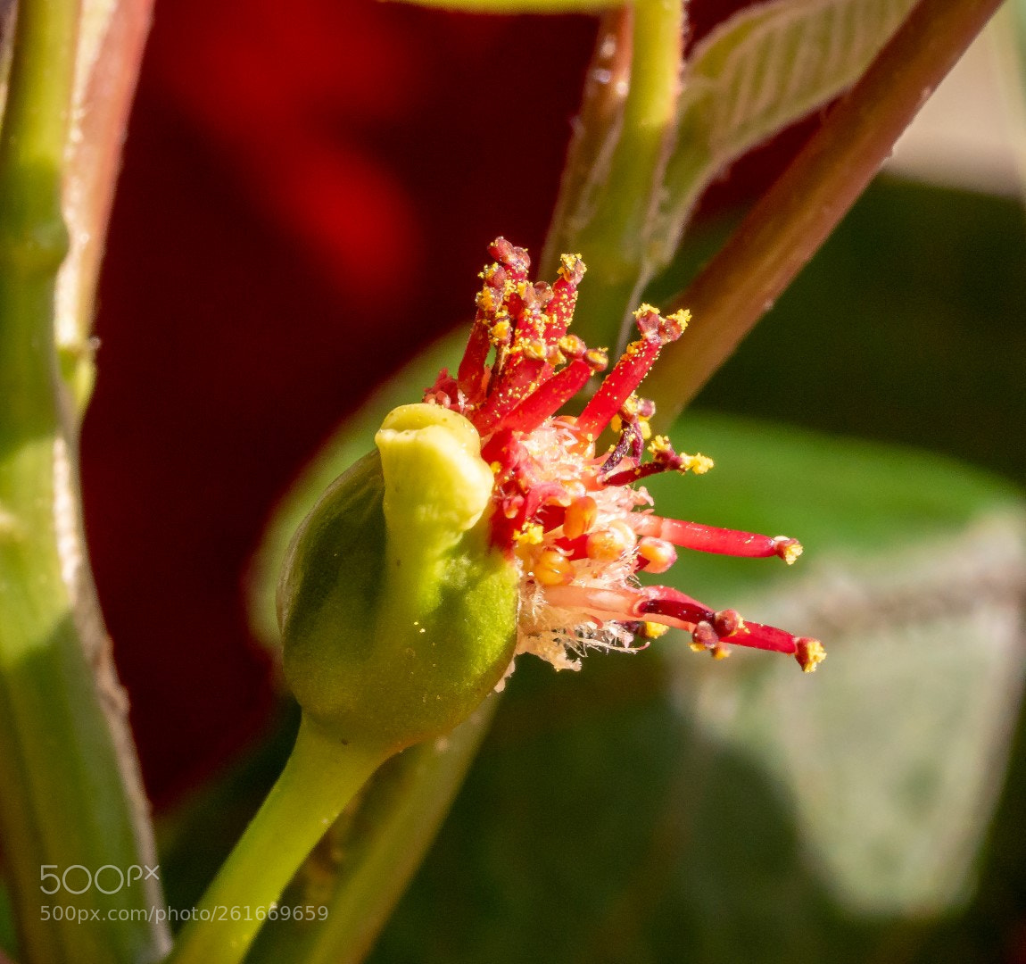 Panasonic Lumix DMC-GX7 sample photo. Euphorbia pulcherrima flower photography