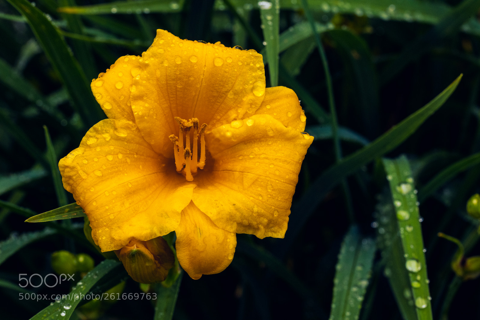Nikon D850 sample photo. Yellow flower photography