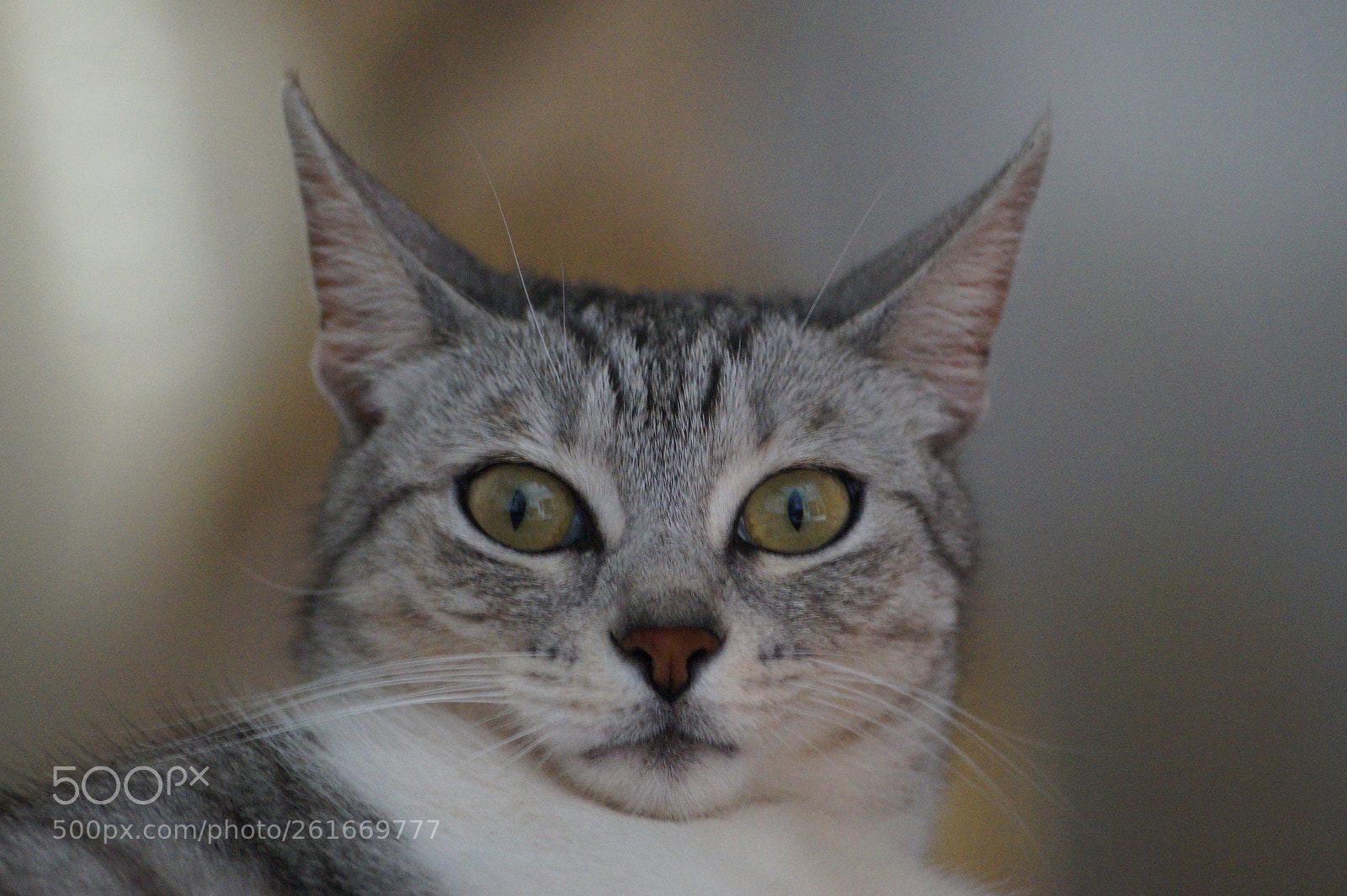 Sony DT 55-200mm F4-5.6 SAM sample photo. Untitled photography