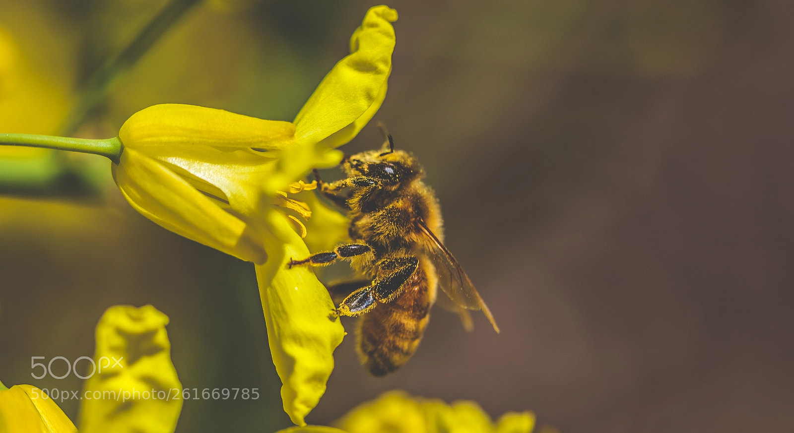 Canon EOS 5D Mark II sample photo. Gold dust photography