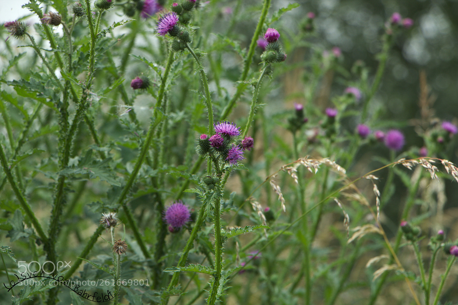 Canon EOS 70D sample photo. Distel2 photography
