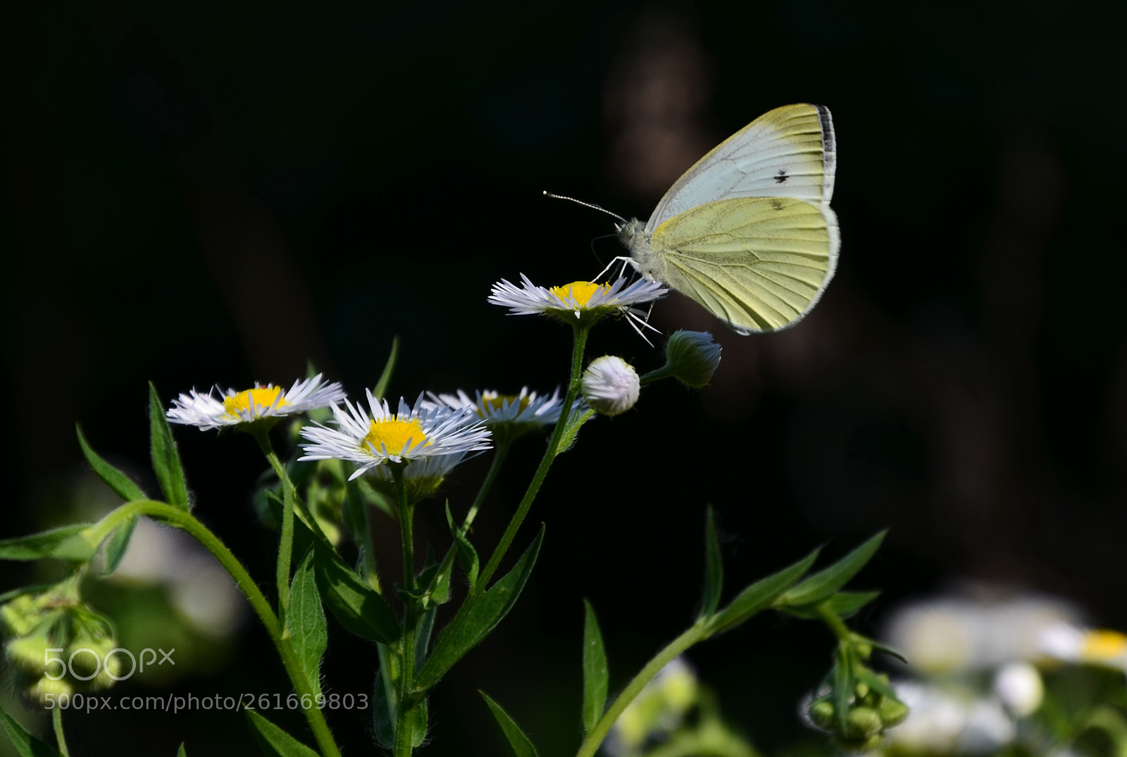 Nikon D5100 sample photo. Butterfly photography