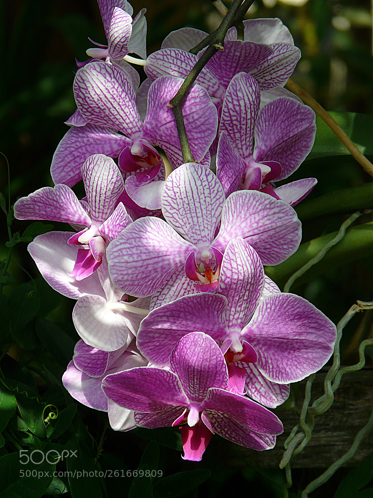 Panasonic DMC-FZ18 sample photo. Orchid photography