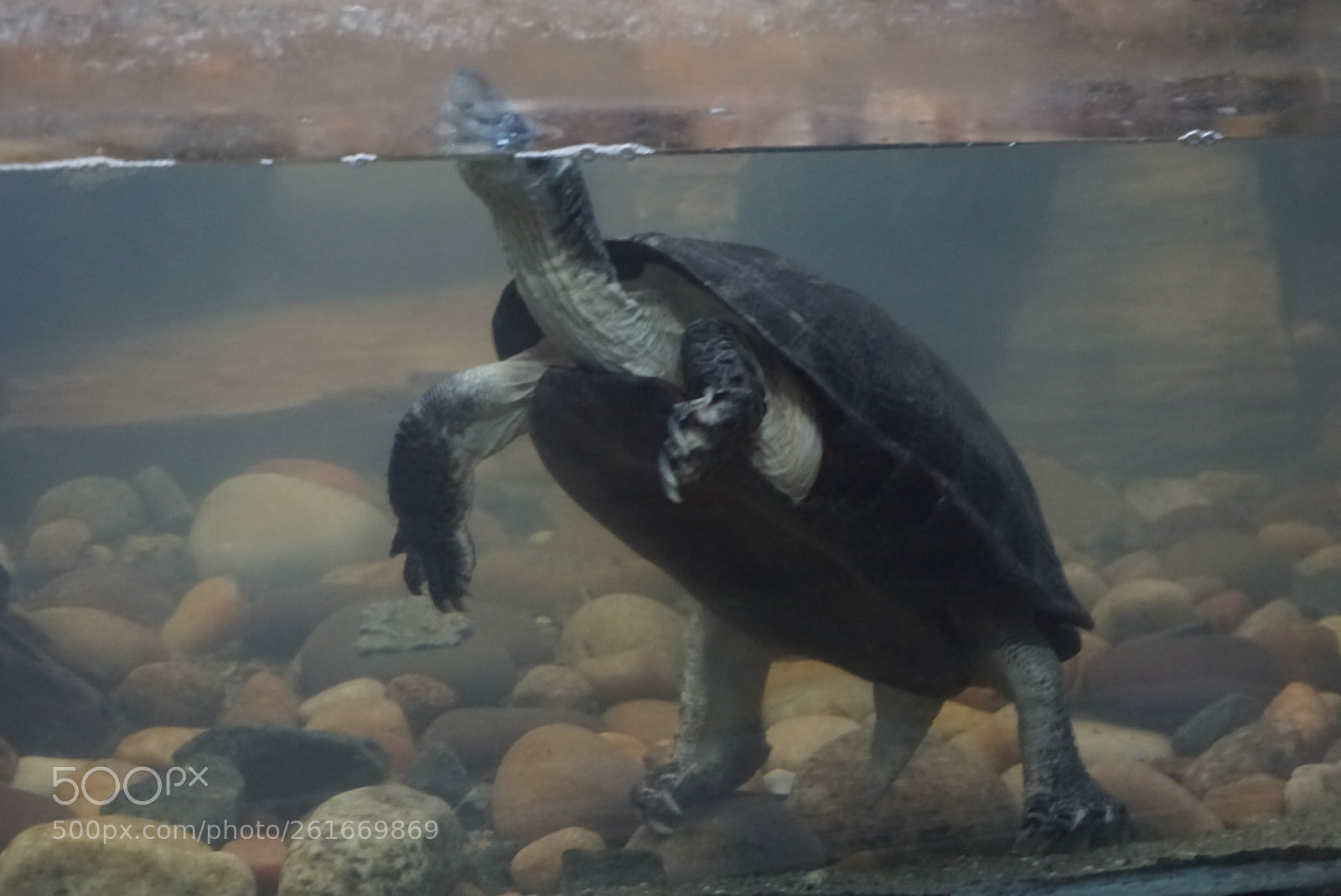 Sony a5100 sample photo. Tortoise photography