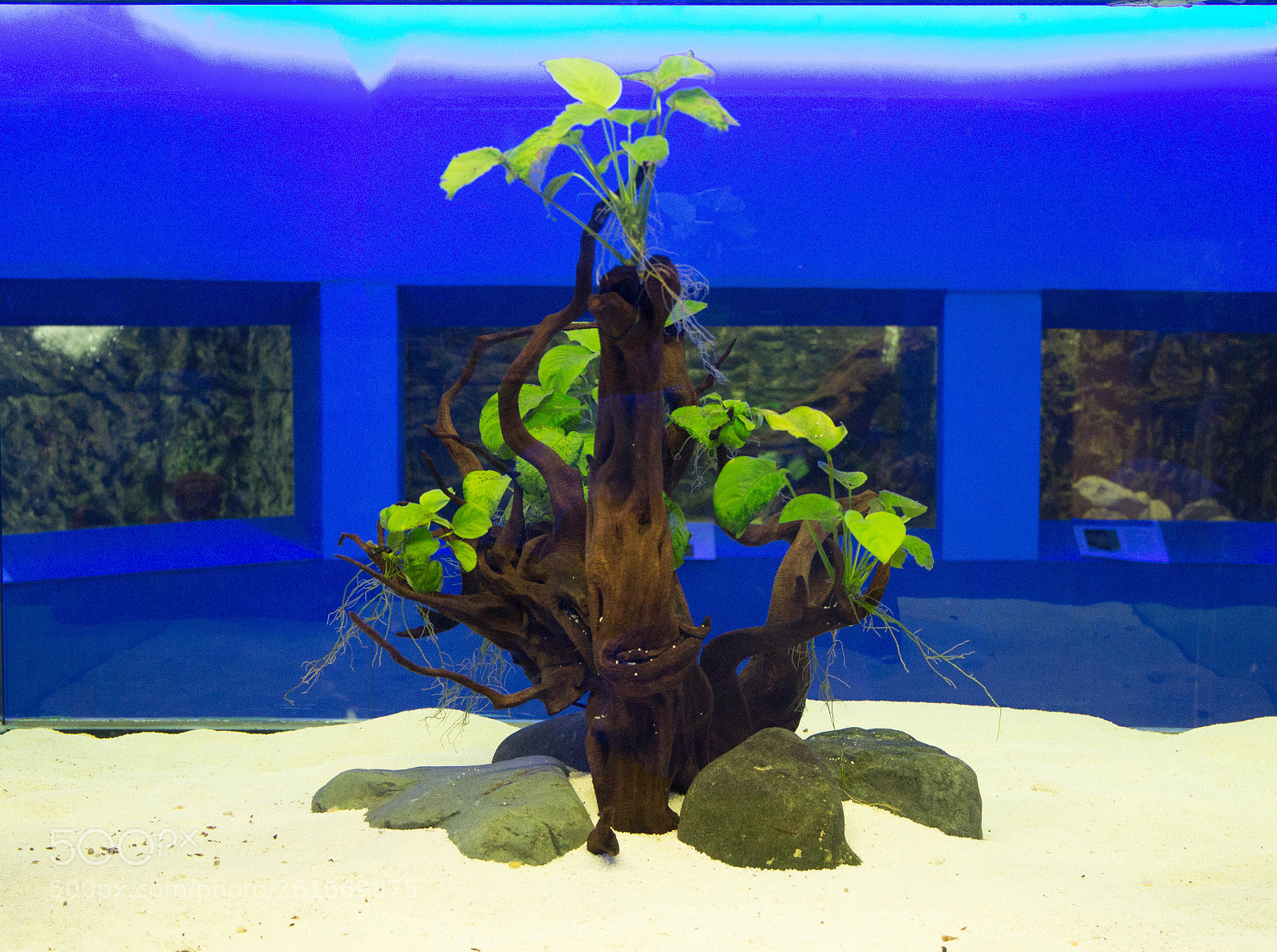 Canon EOS 650D (EOS Rebel T4i / EOS Kiss X6i) sample photo. Fishtank photography