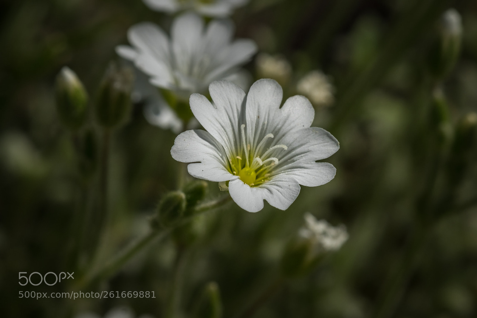 Fujifilm X-T1 sample photo. Wolliges alpen hornkraut cerastium photography
