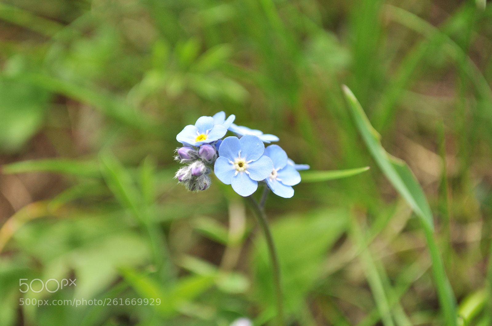 Nikon D5000 sample photo. Wild flowers forget me photography